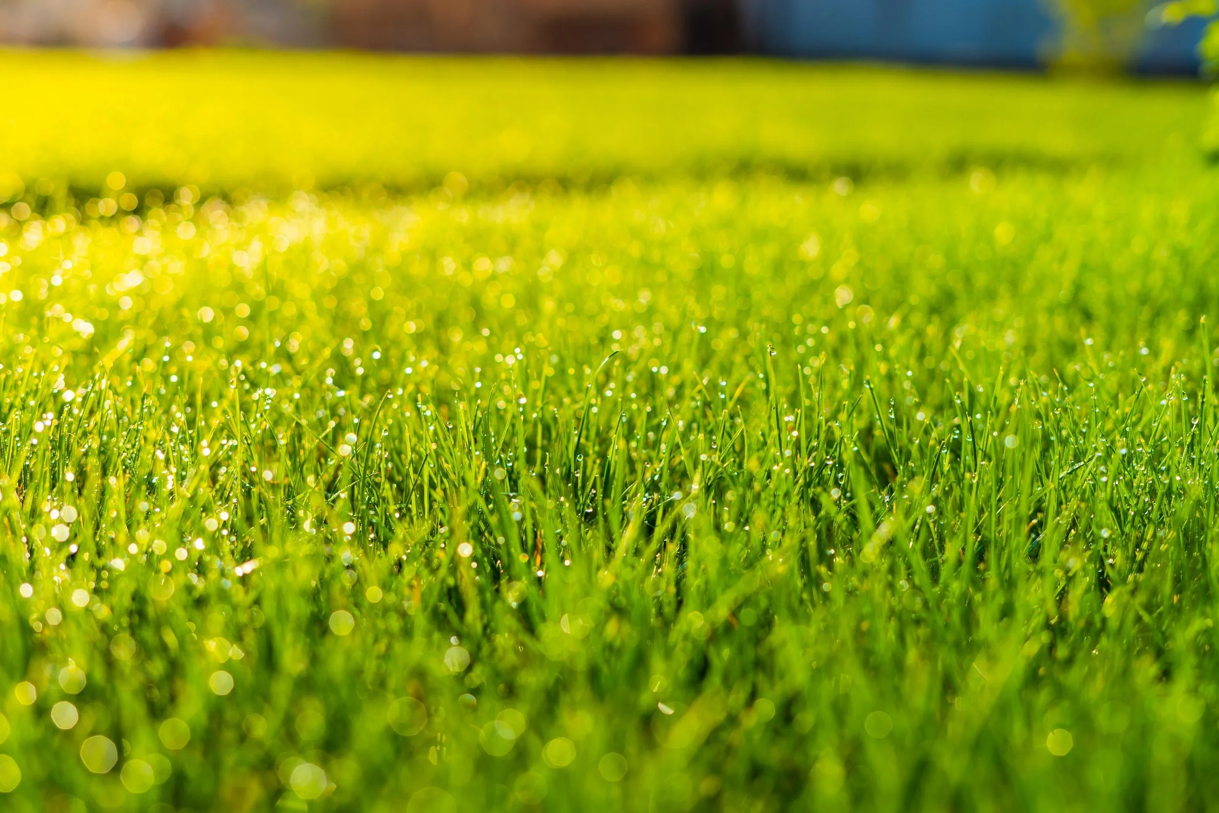 Fresh Look at Lawn Care Services Expert Lawn Restoration In Essex Fells Upper