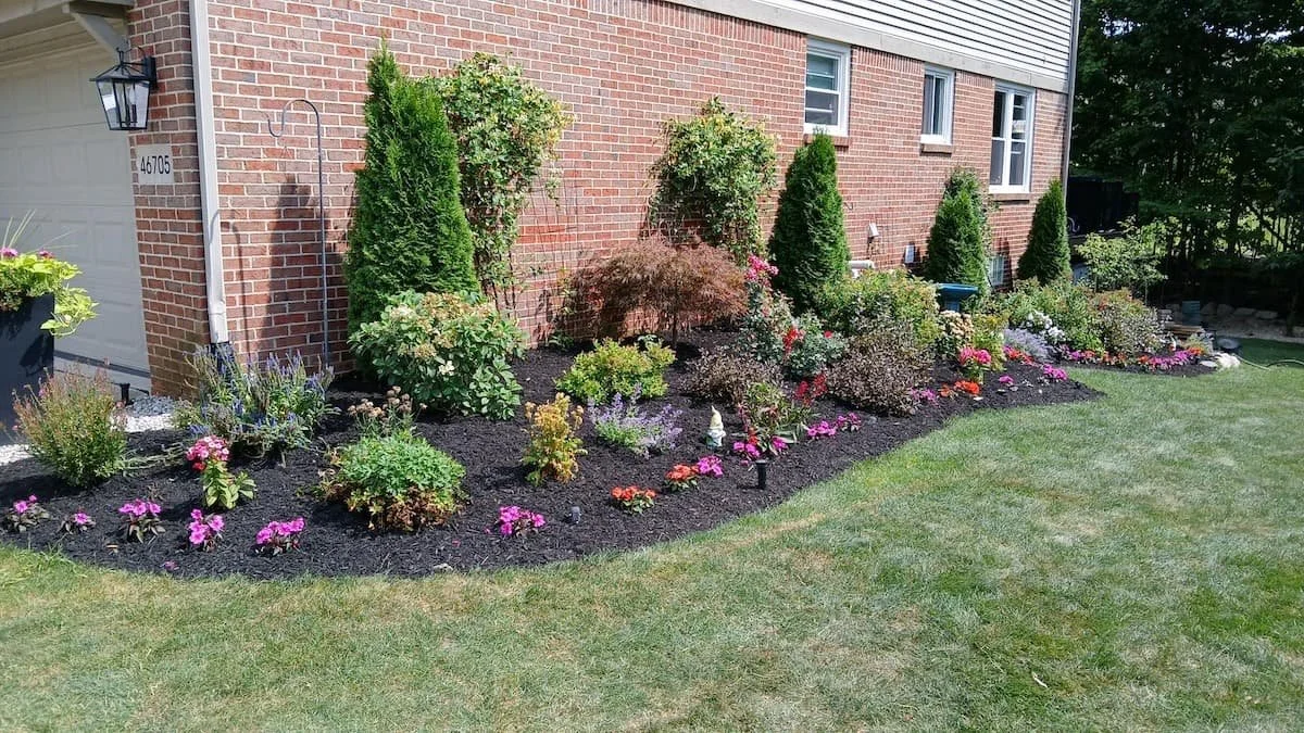 Curved garden bed of arborvitae, a Japanese maple, and flowering perennials edged in dark mulch along a brick home in Livonia, MI