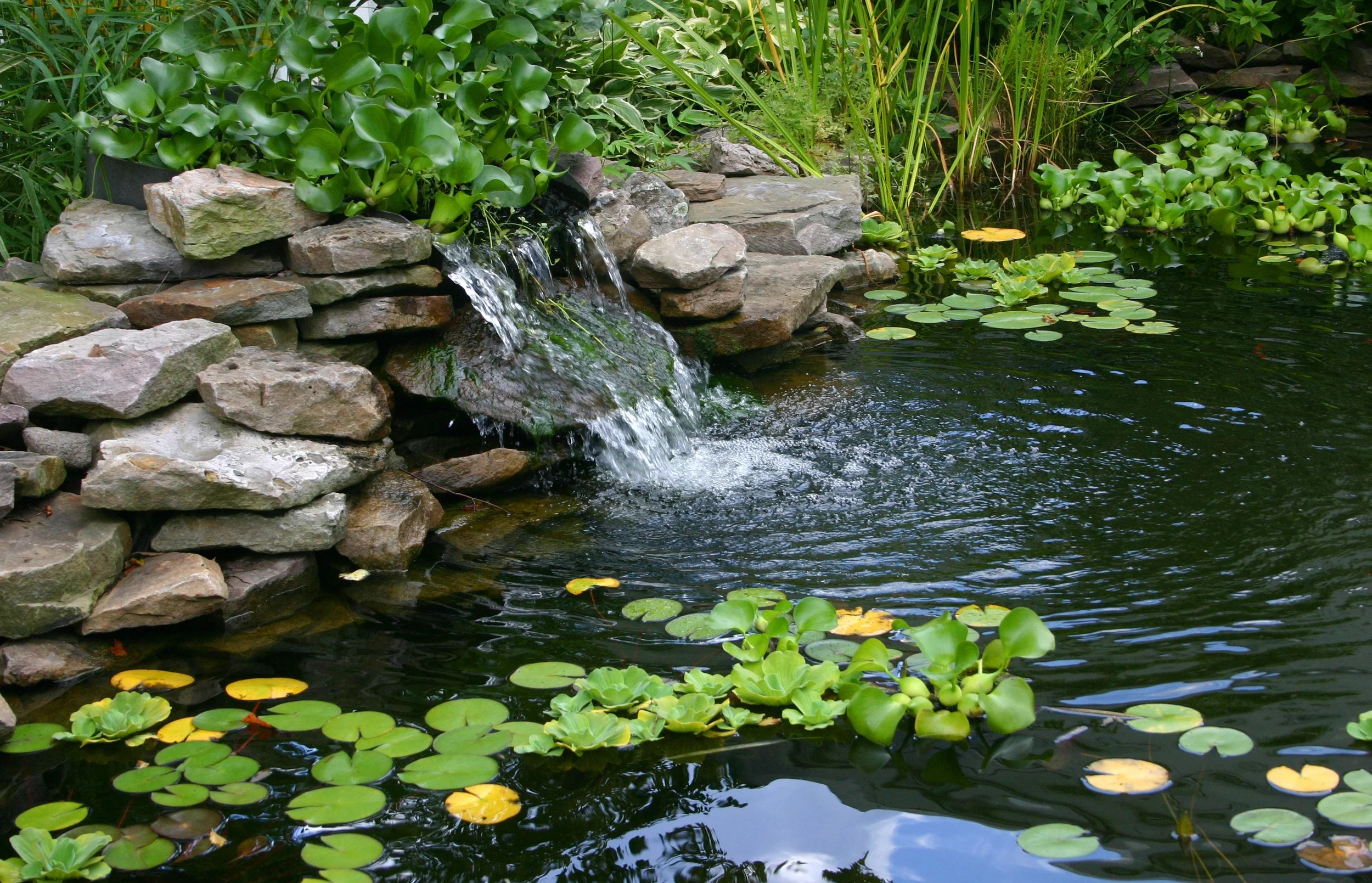 Pond by Teddy's