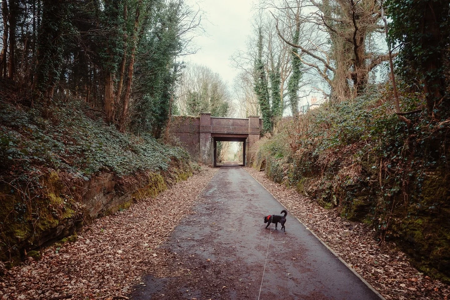 A walk with my pal
