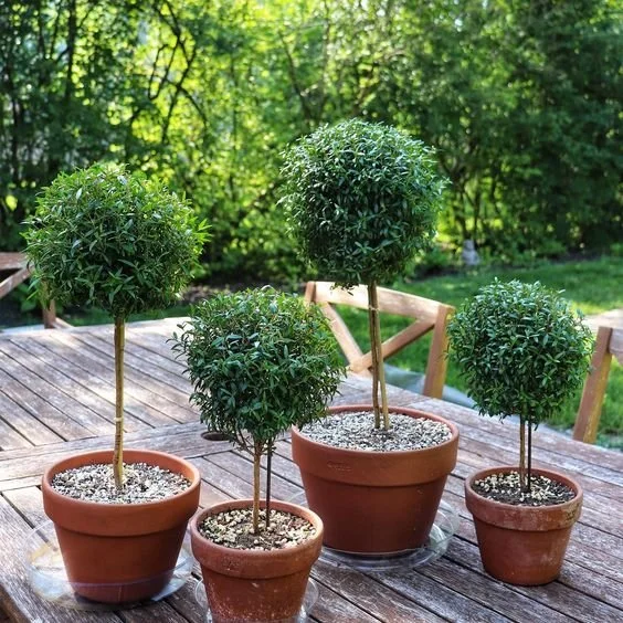 table topiary.jpg