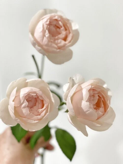 david austin roses EMMA.jpeg