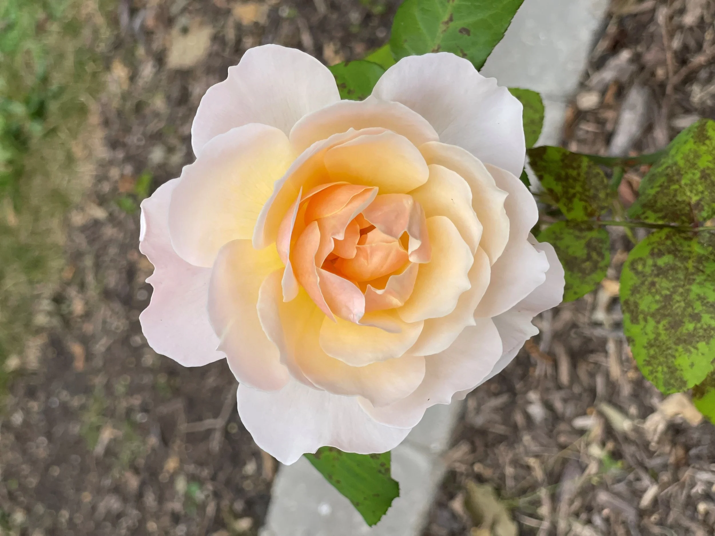 Moonlight in Paris rose.jpg