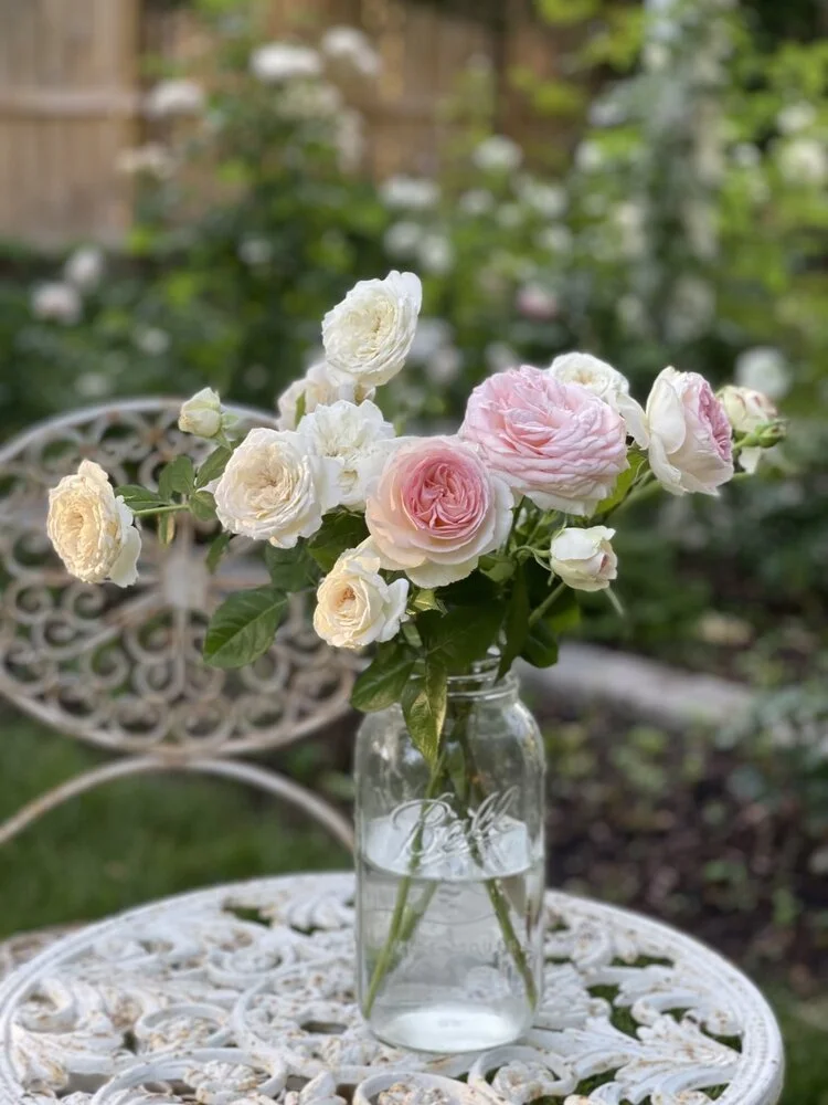 David austin roses in my garden.jpeg
