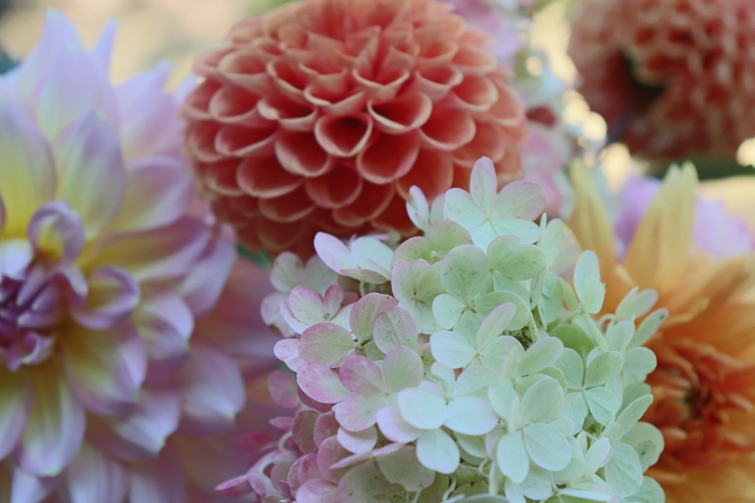 Summer blooms.jpeg