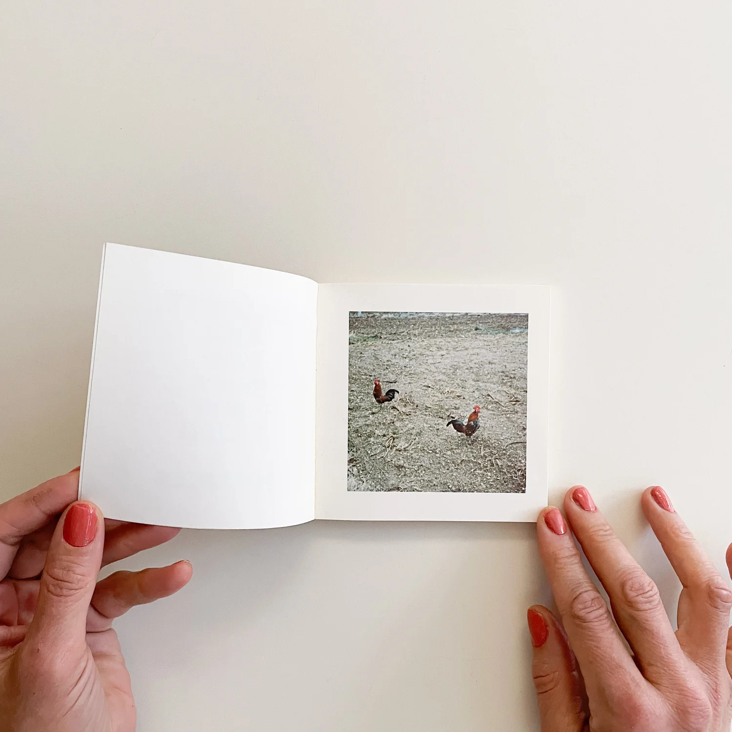 Sol LeWitt: Cock Fight Dance — Holt/Smithson Foundation Bookshop