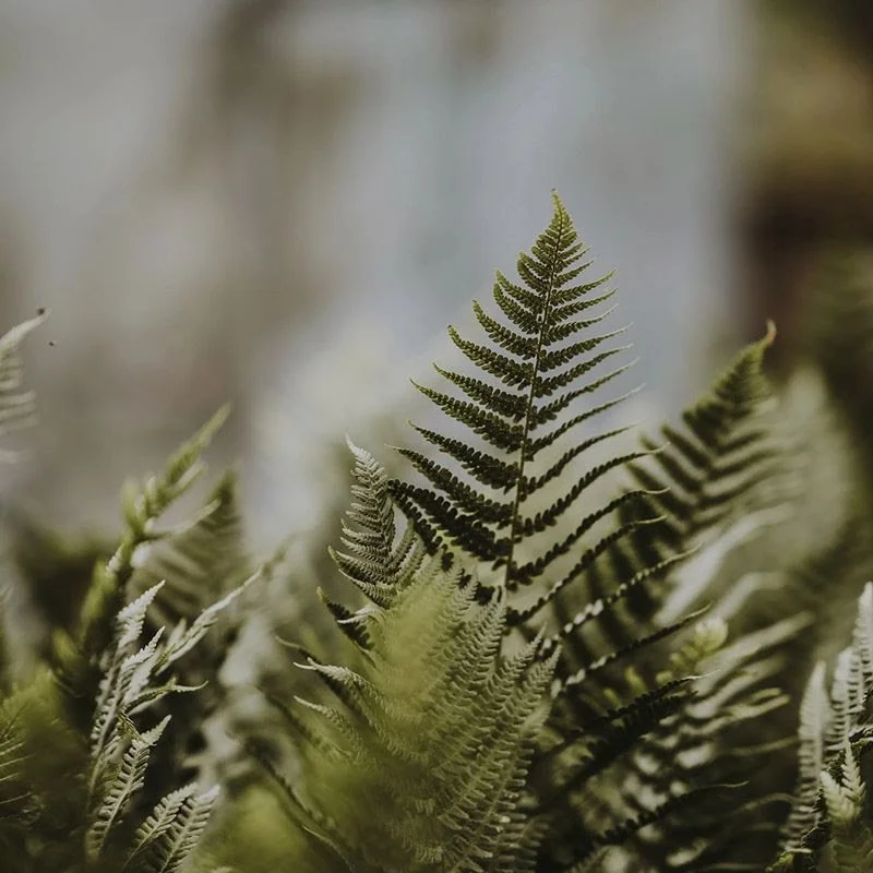 RW -Fern.jpg