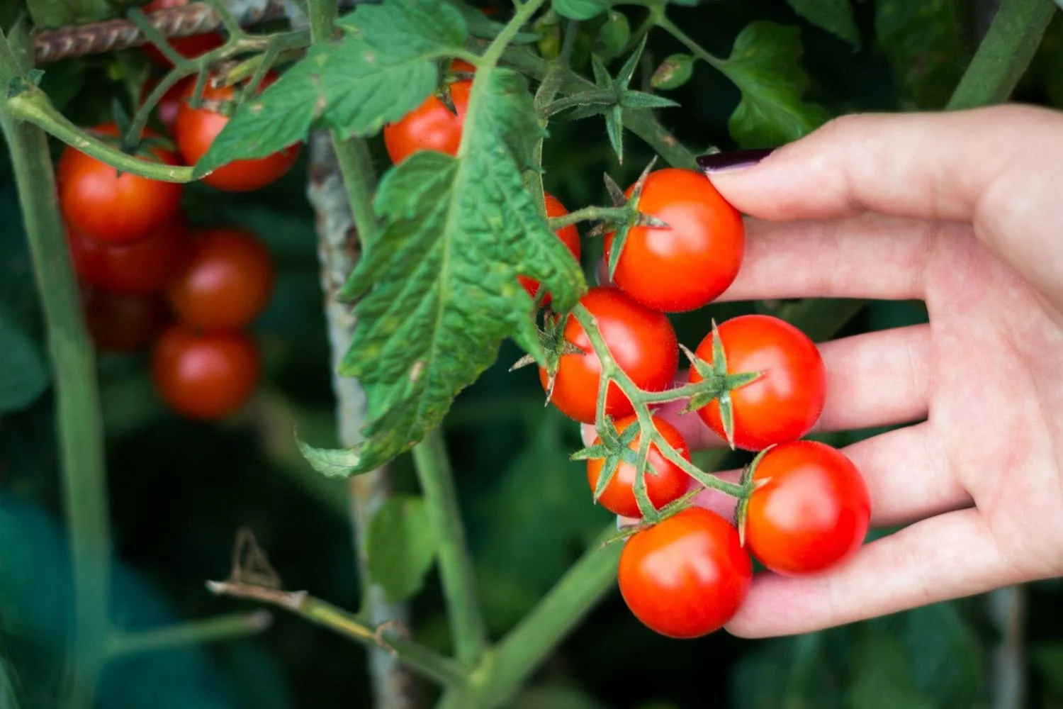 Rich Berry Garden
