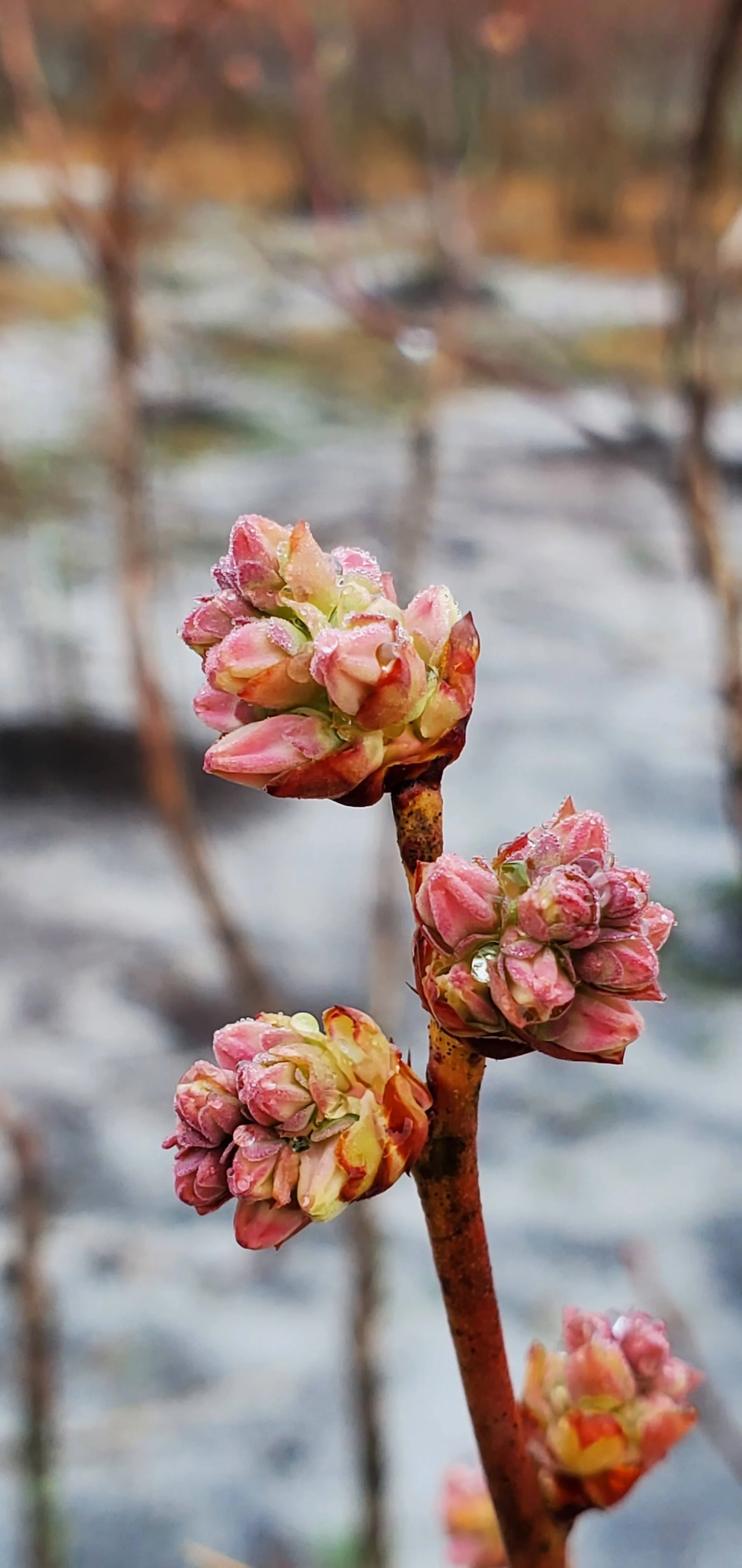 Blueberry flower duds (블루베리 꽃몽오리)