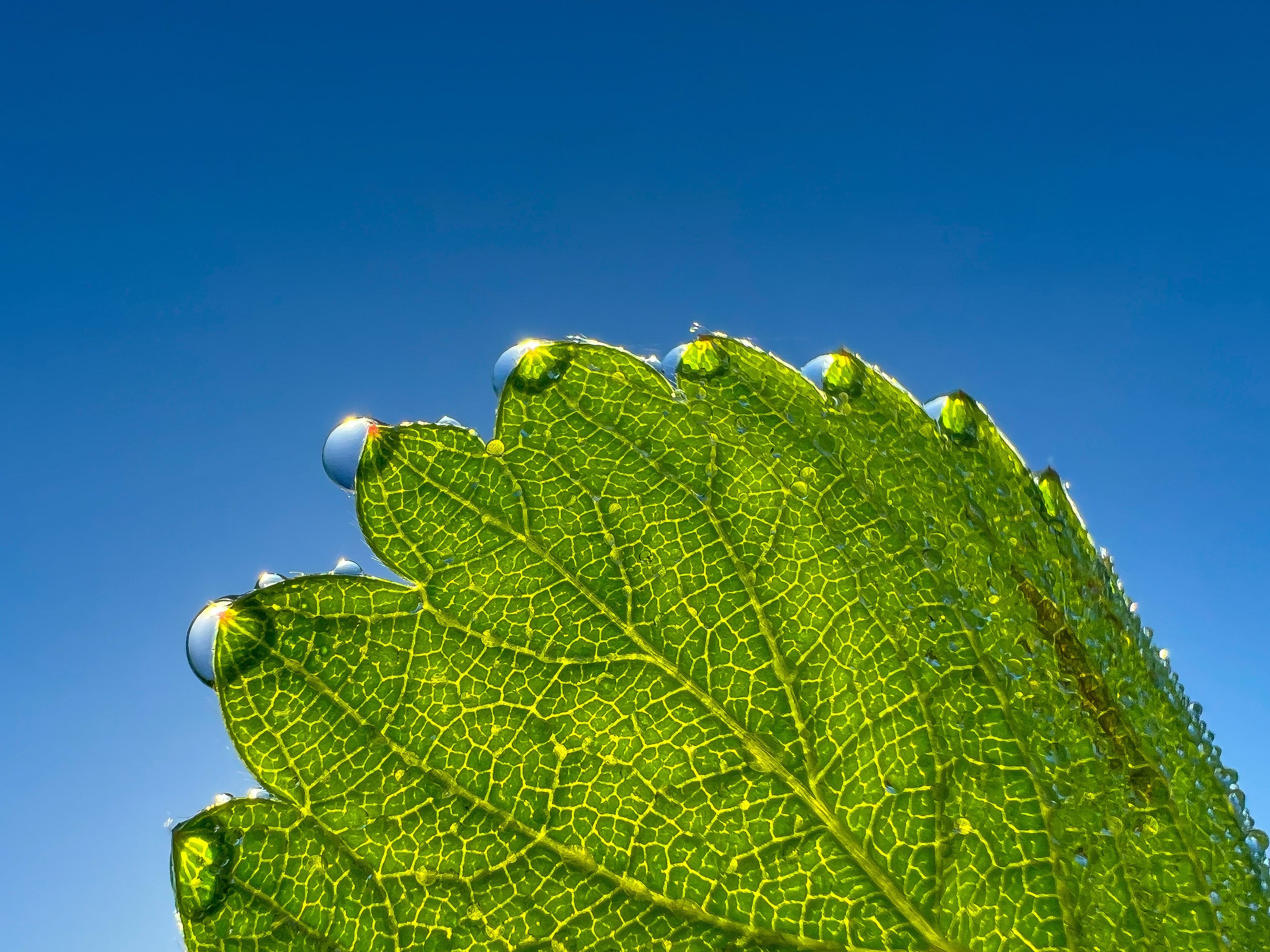 TasteNseeStrawberries-64.jpg