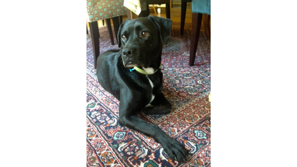 Should I be more like my dog?