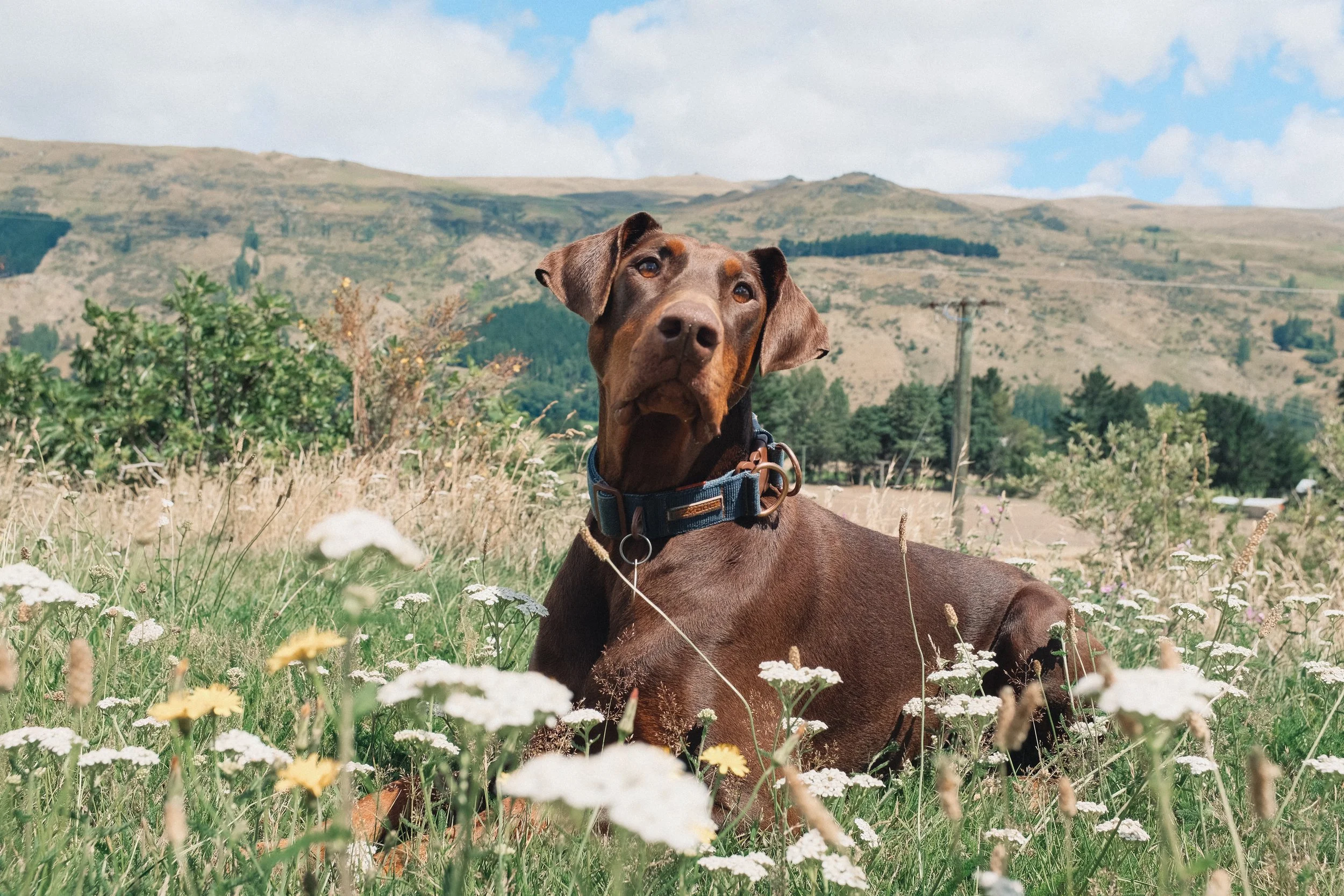 11NEW ZEALAND_MANDY&BASIL_.jpg