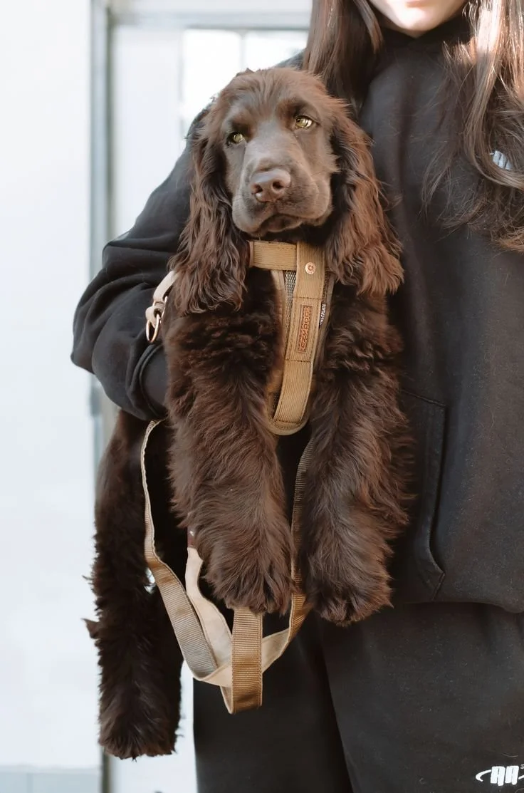 Brown Cocker Spaniel Puppy (2).jpeg