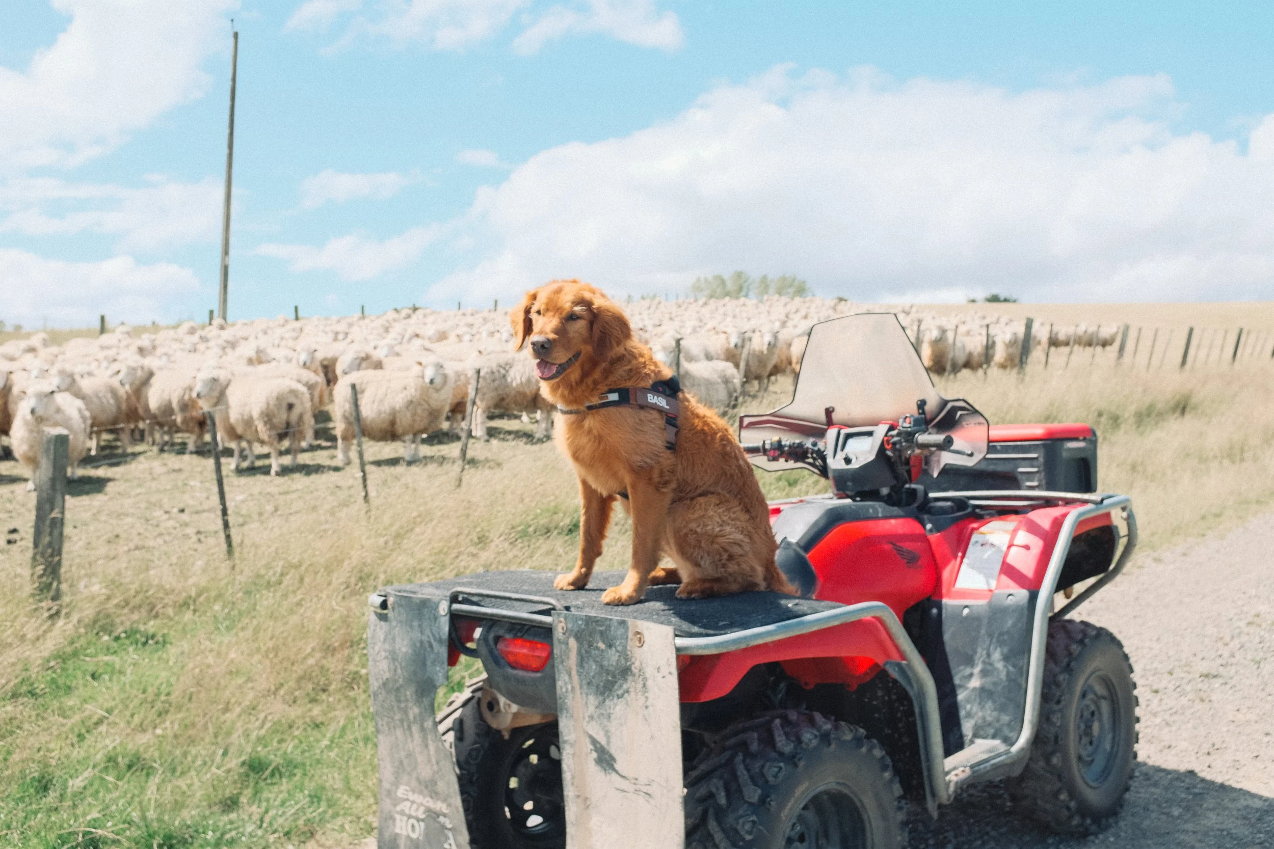 17NEW ZEALAND_MANDY&BASIL_.jpg