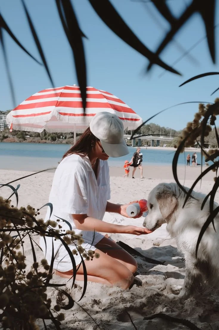 Beach Day with Dog.jpeg