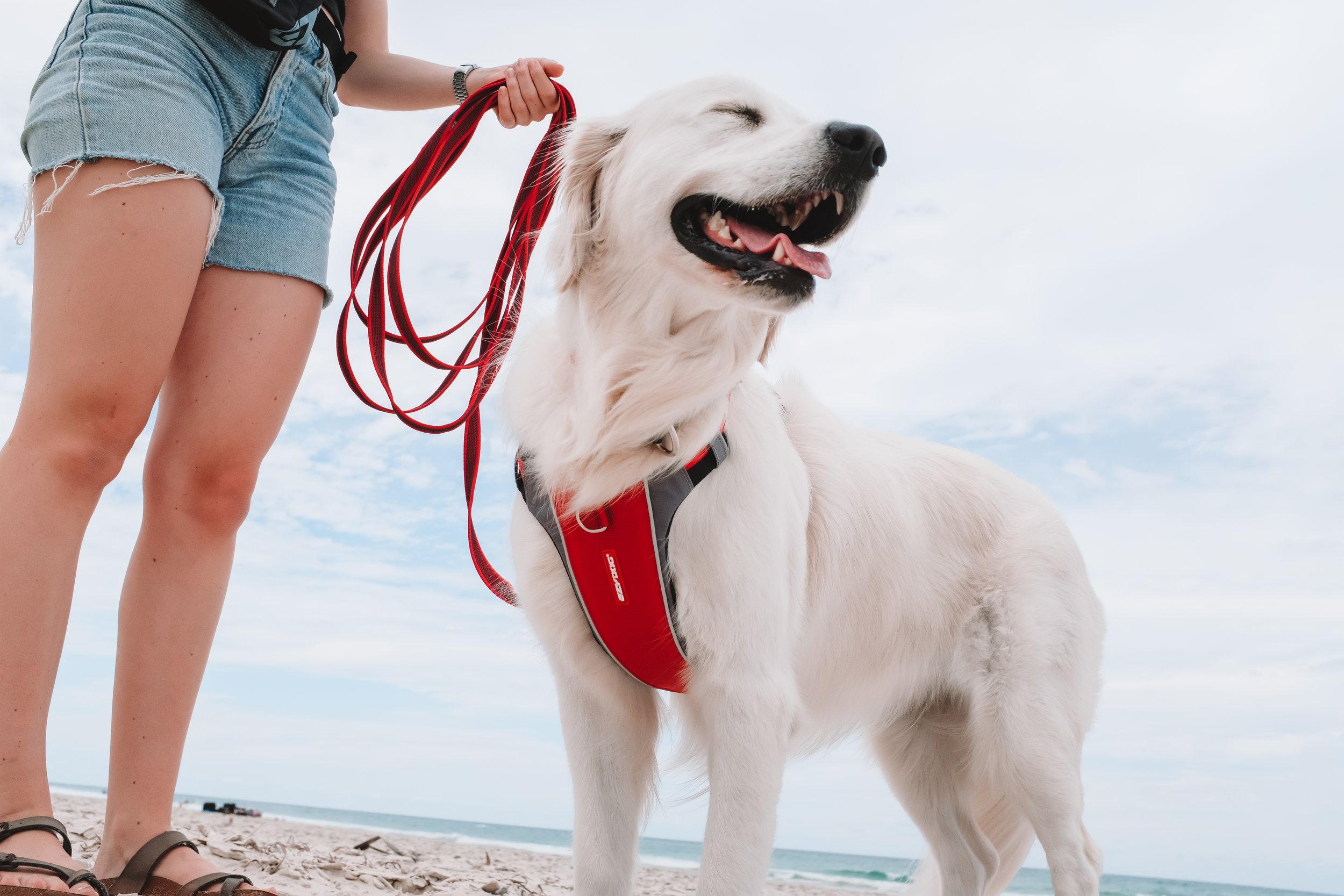 RED XLINK HARNESS.jpg
