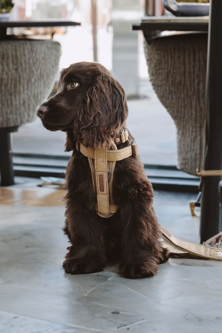Brown Cocker Spaniel Puppy.jpeg