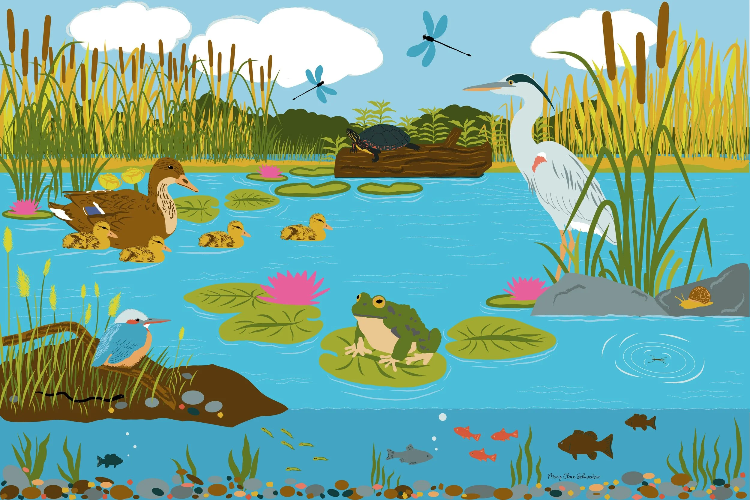 Pond Wild Life Illustration Mary Clare Schweitzer Nature Artwork.jpg