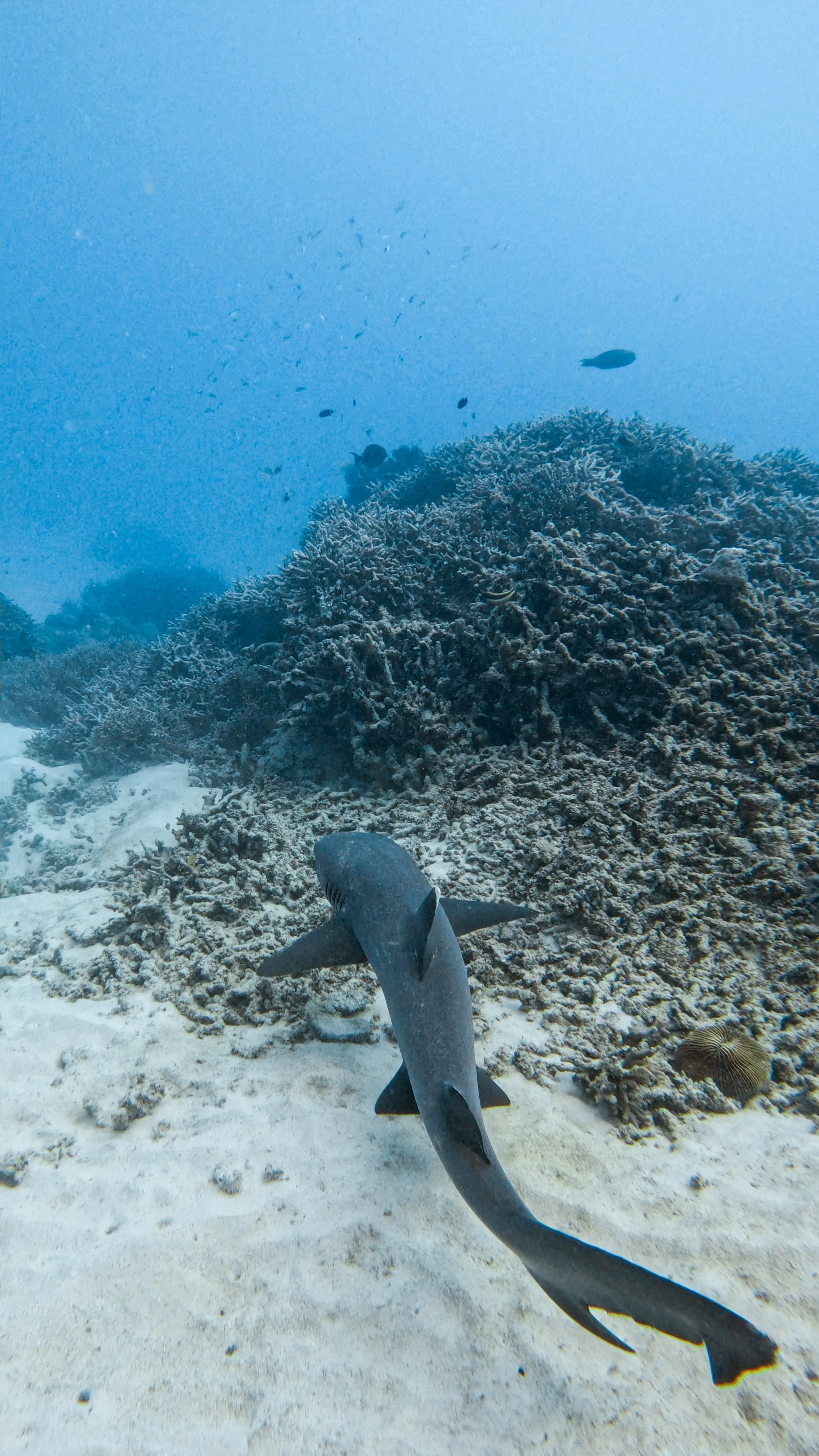 GPTempDownload 2.JPG