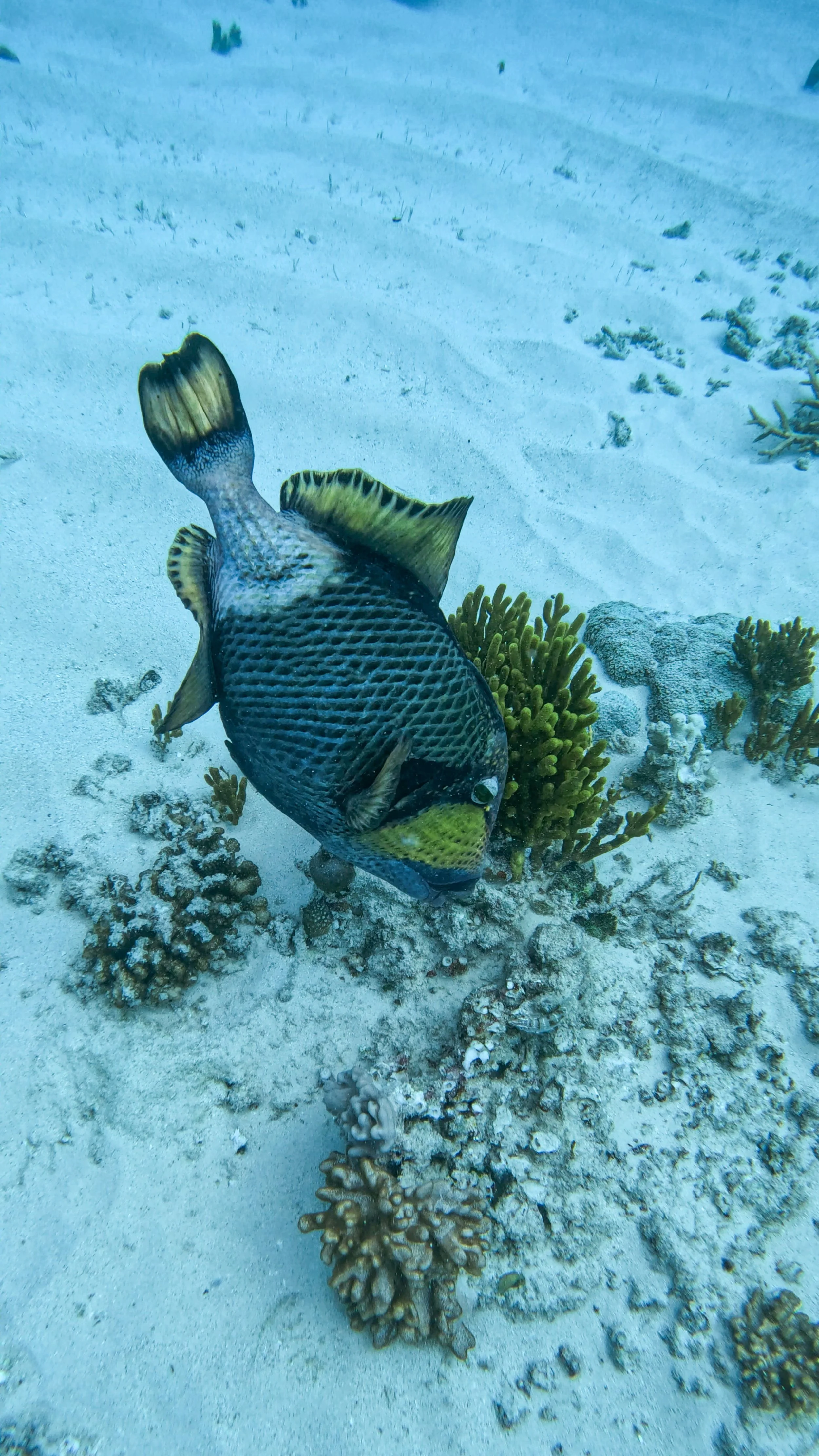 GPTempDownload 3.JPG