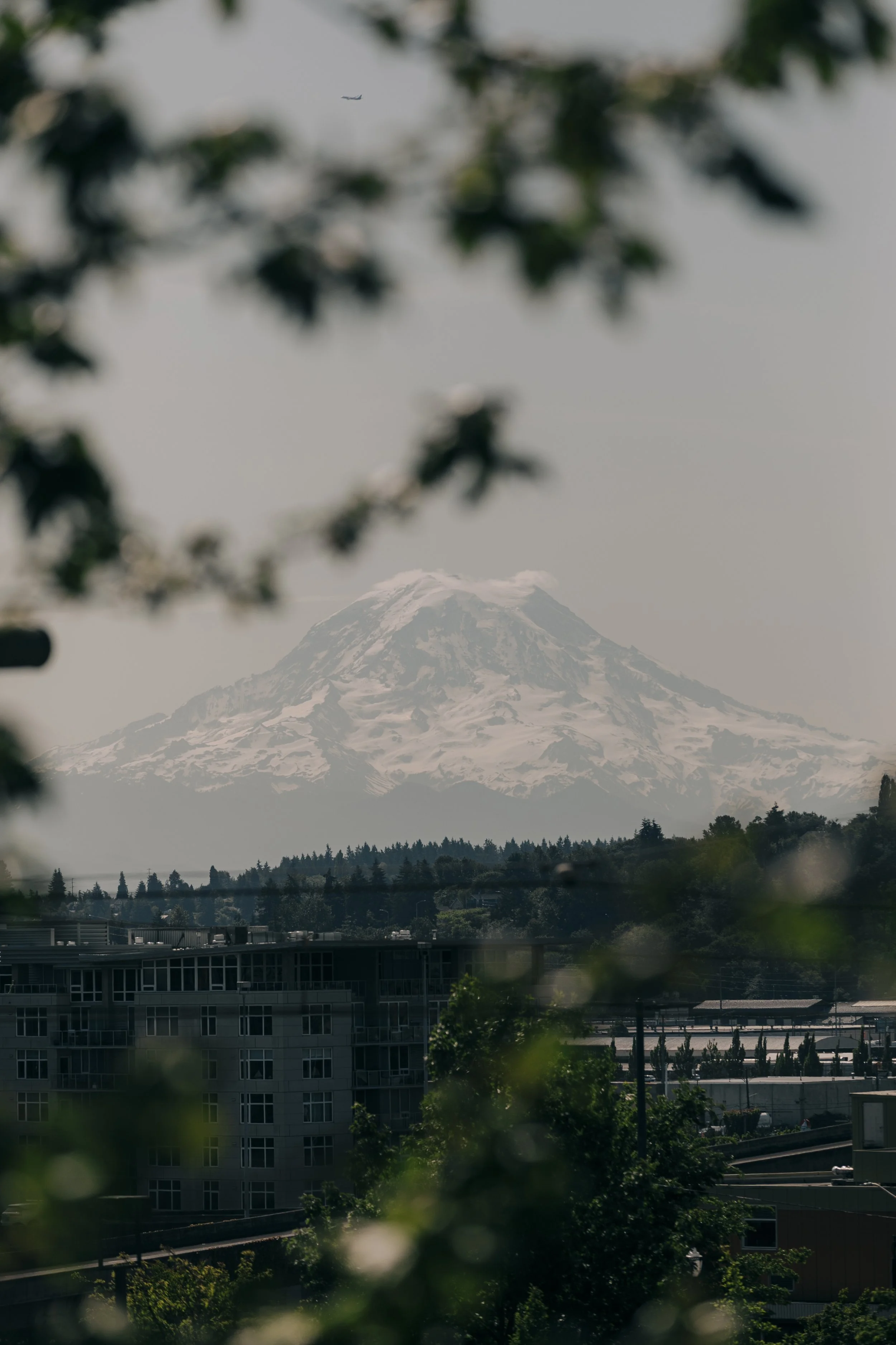 Snow-capped Mount Fuji seen through green foliage and a cityscape in the foreground.
