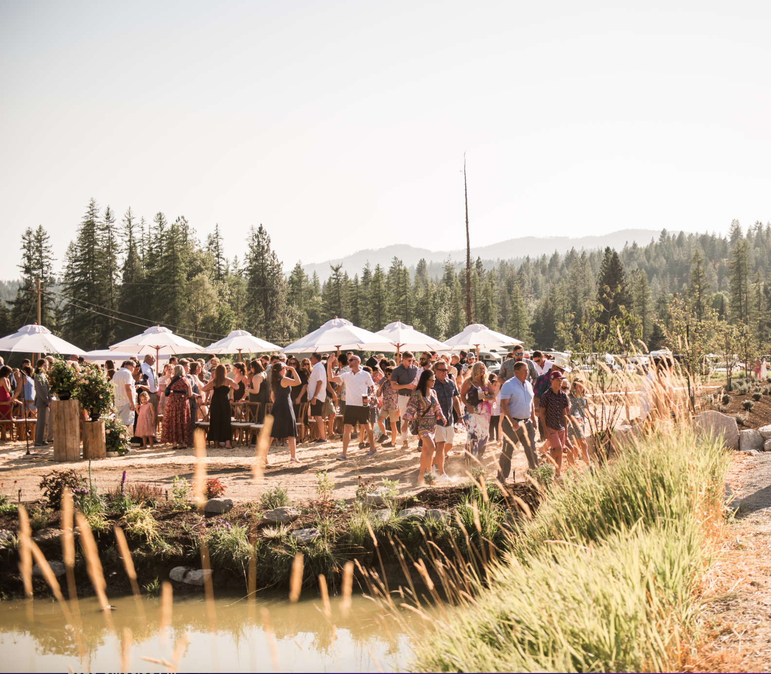wedding at the pond.png