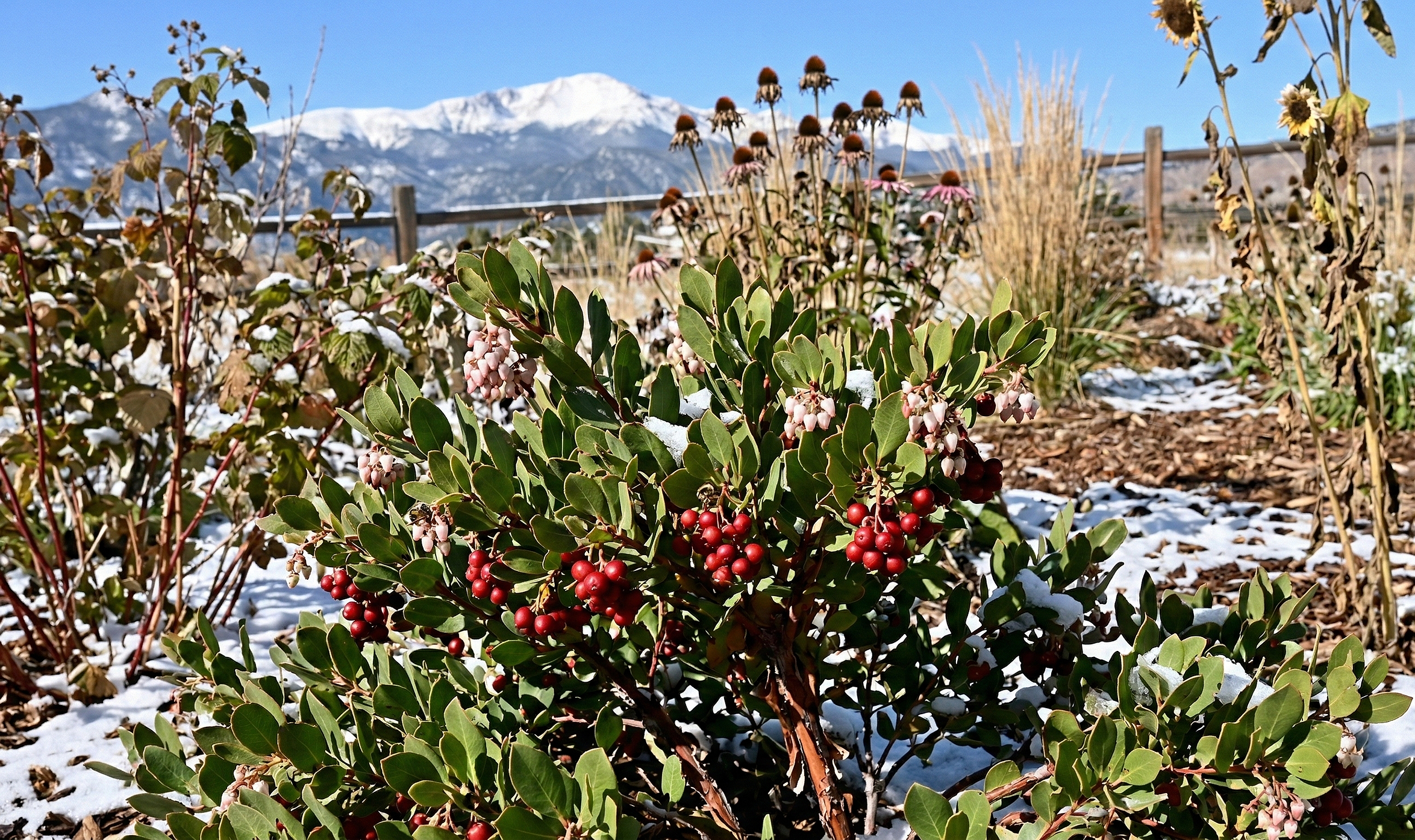 Growing Food & Year-Round Color