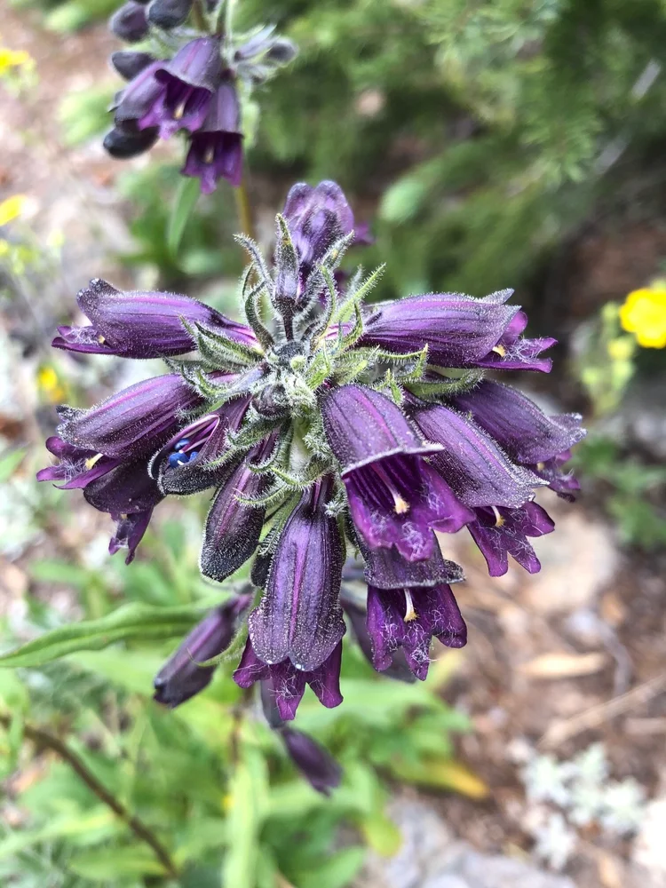 Wildflowers of Colorado: An Evolutionary Perspective