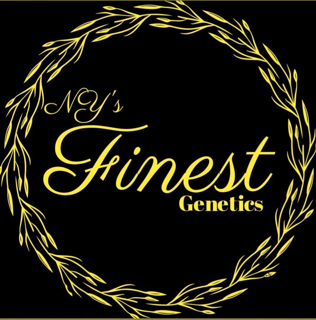newyorksfinestgenetics.com