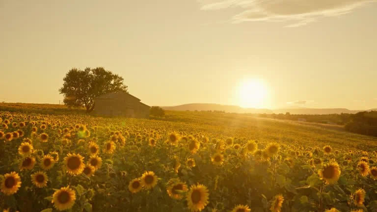 🌻🍷 Clementine Carter in Kansas!