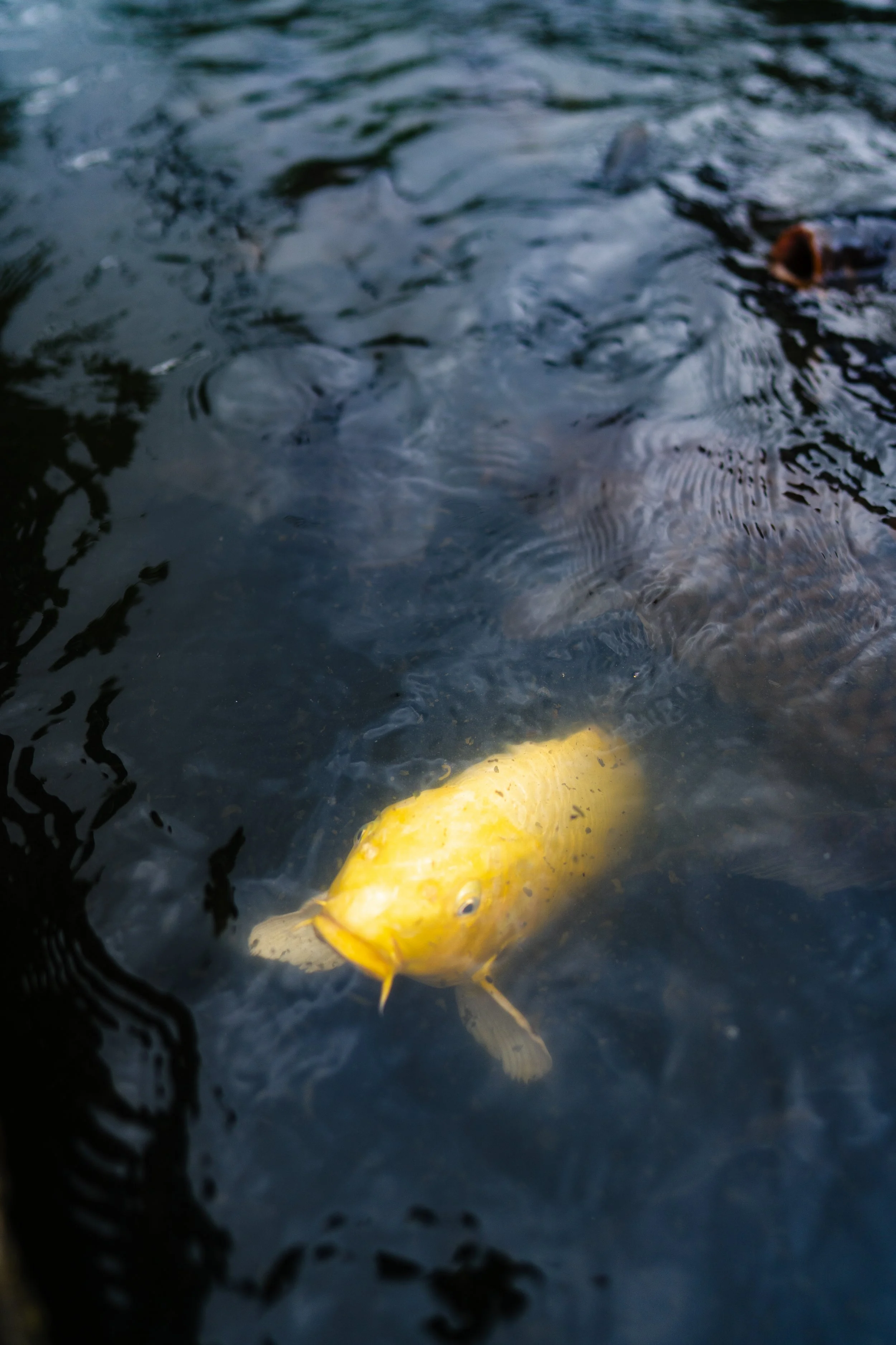 Kyoto 6.25.26-32.jpg