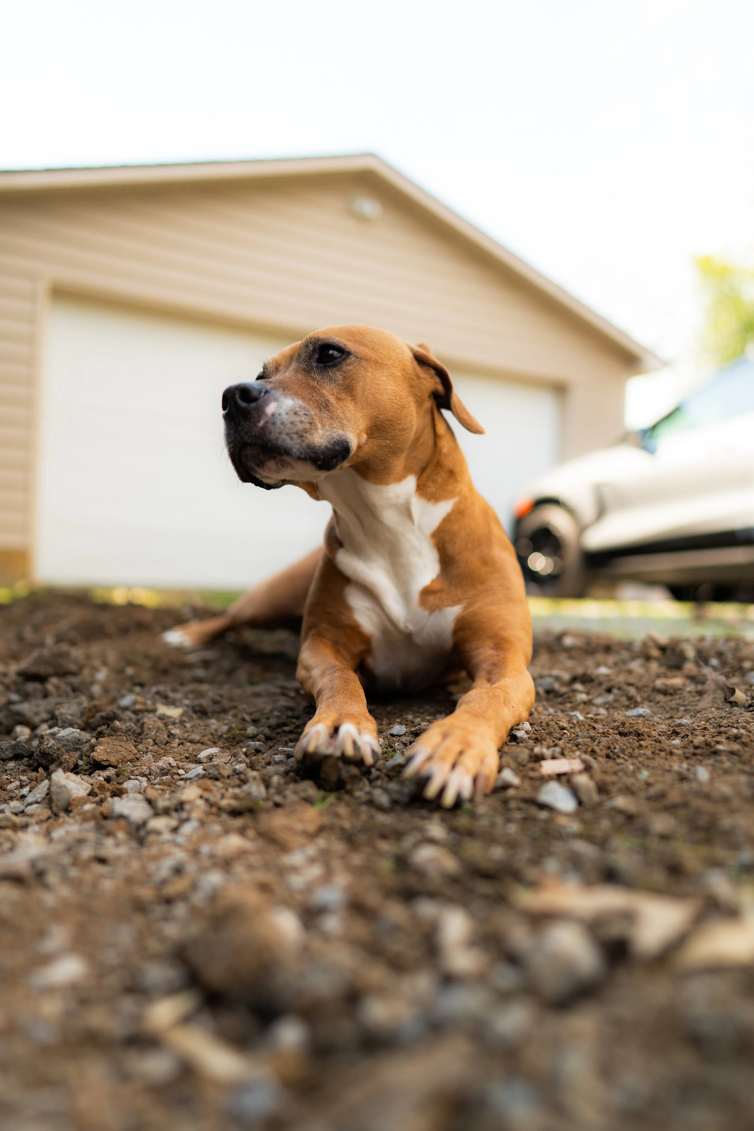 Chocolate Nolansville 3.21.26-1.jpg