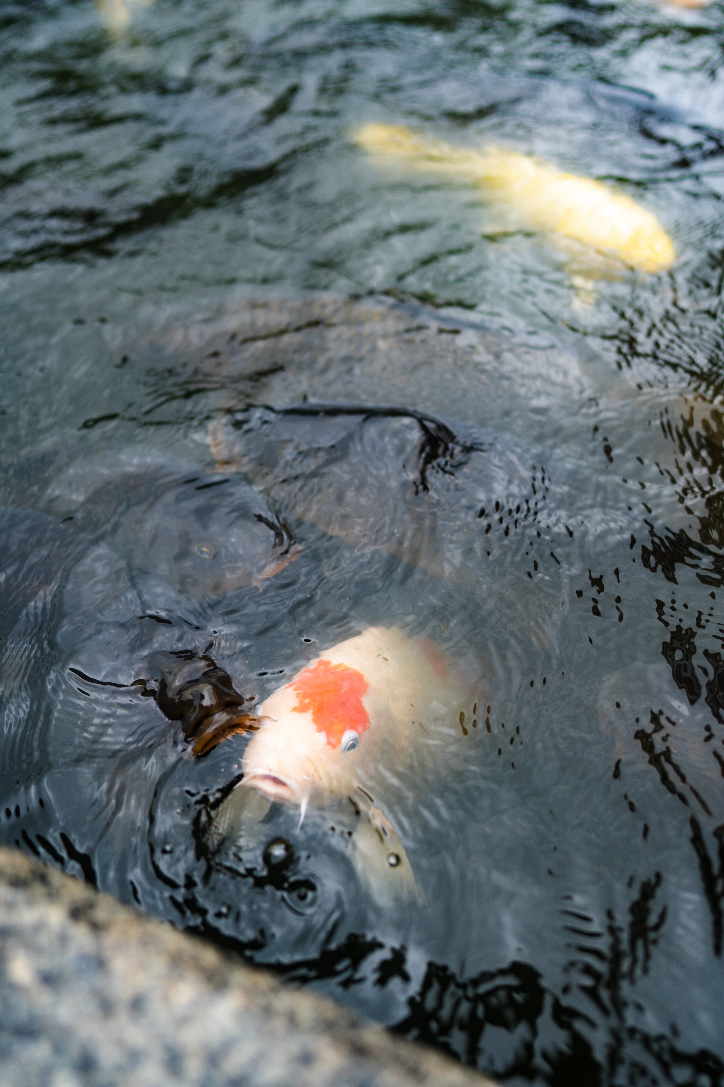 Kyoto 6.25.26-30.jpg