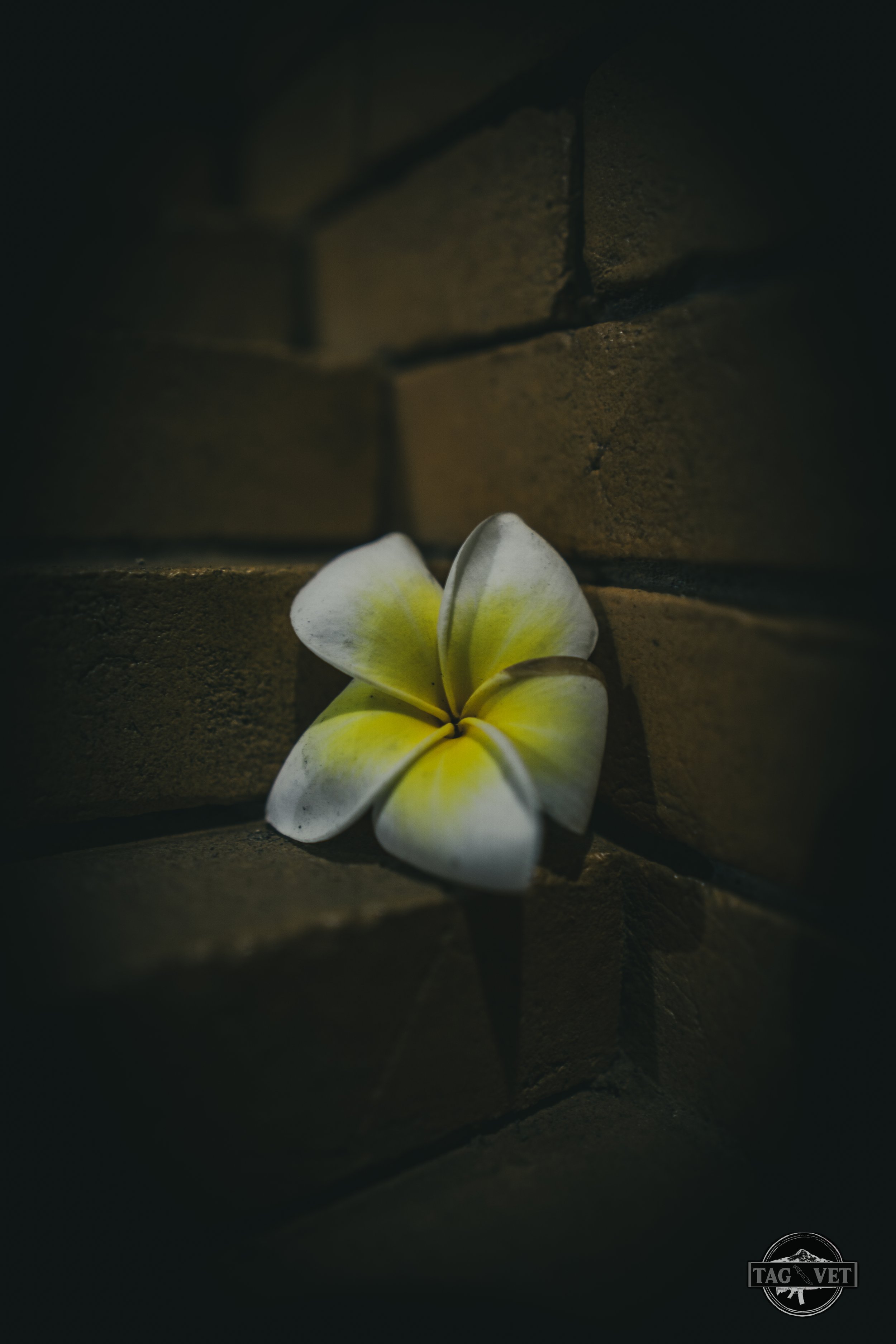 Flower on Brick.jpg