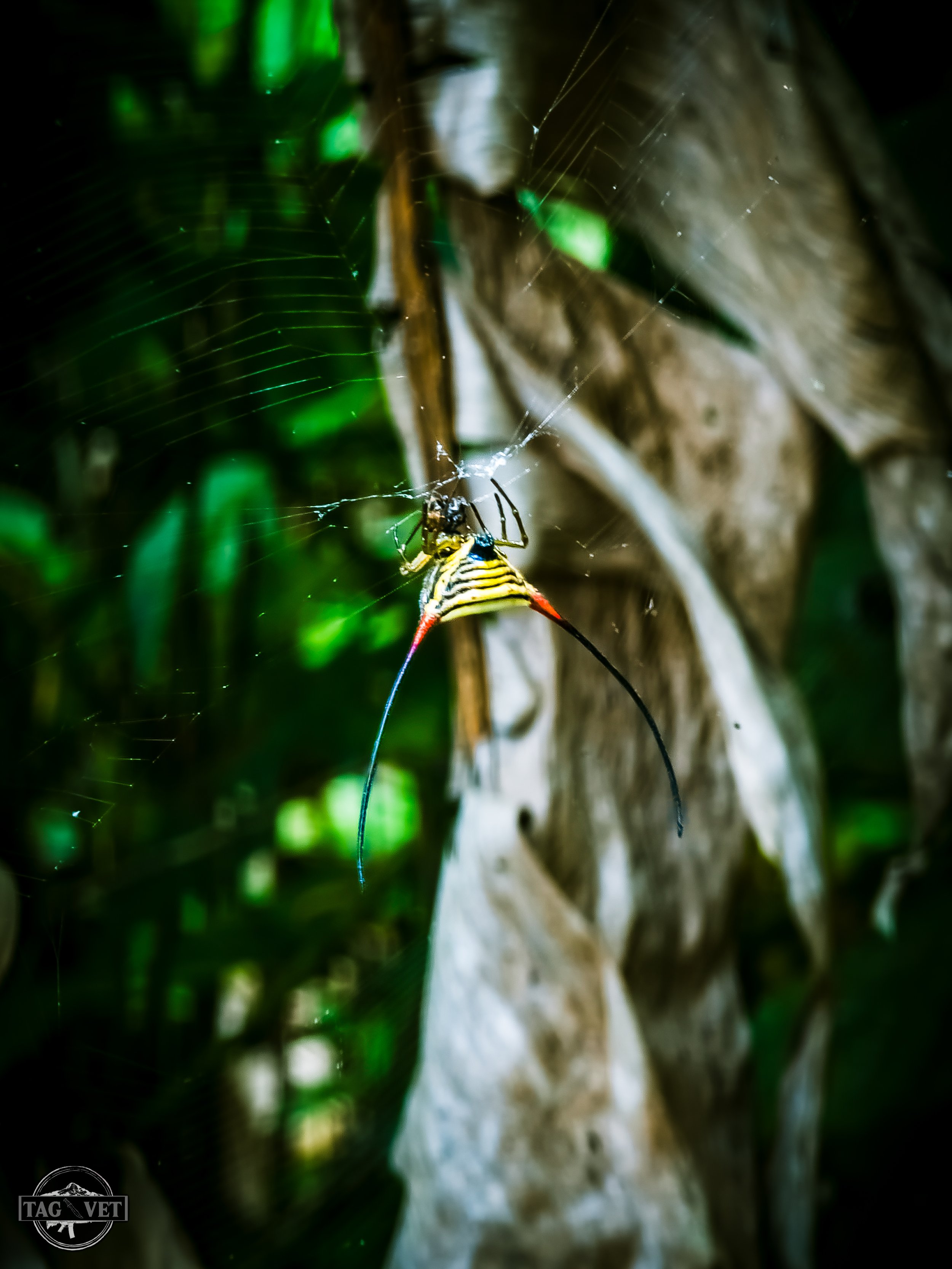 Bull Spider Hike.jpg