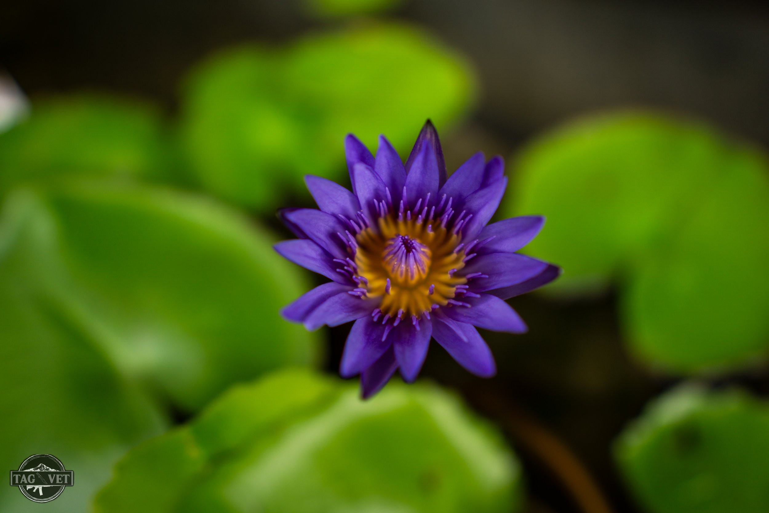 Water Lilly.jpg