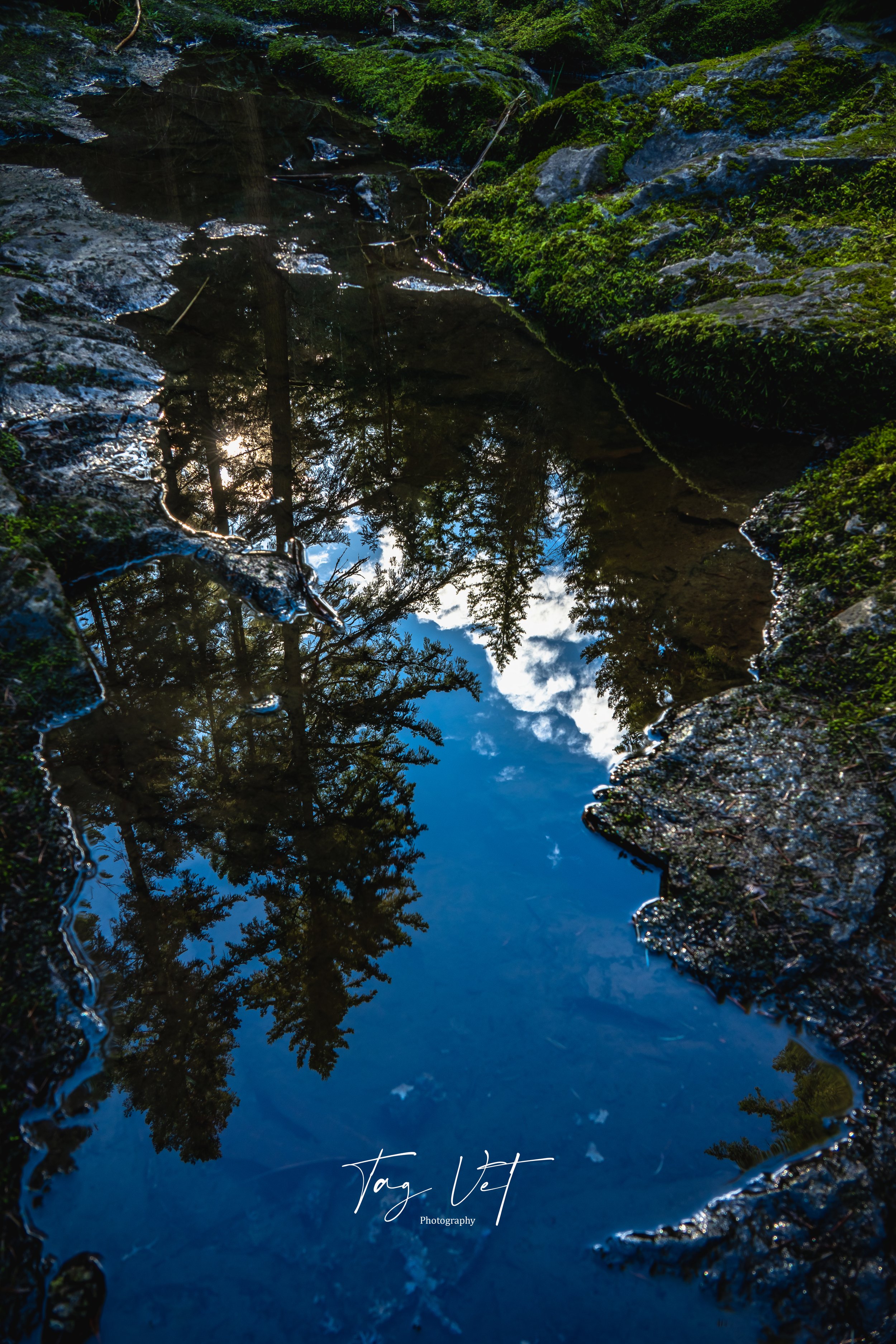 Trees in reflection puddle.jpg