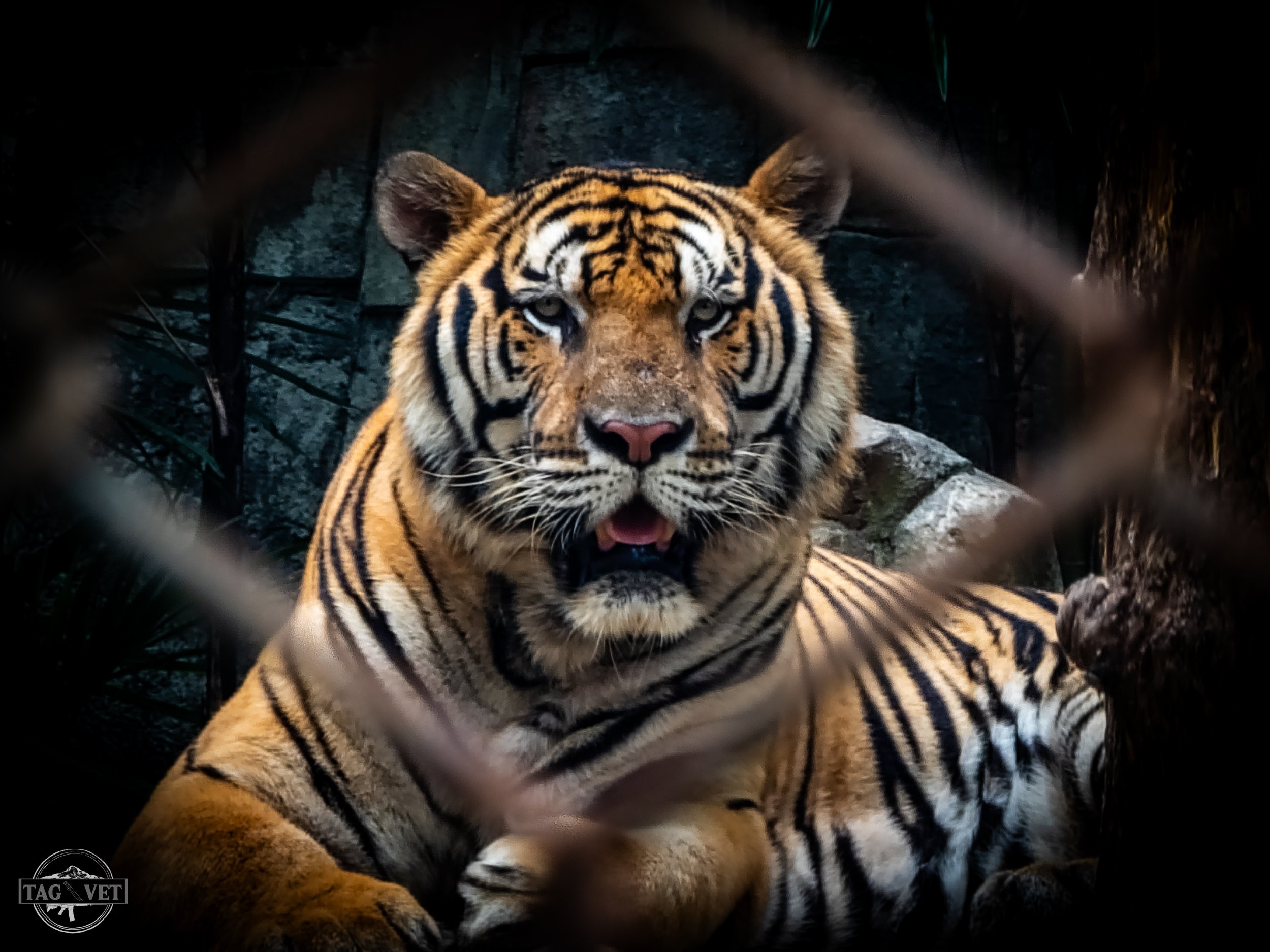 Siberian Tiger.jpg