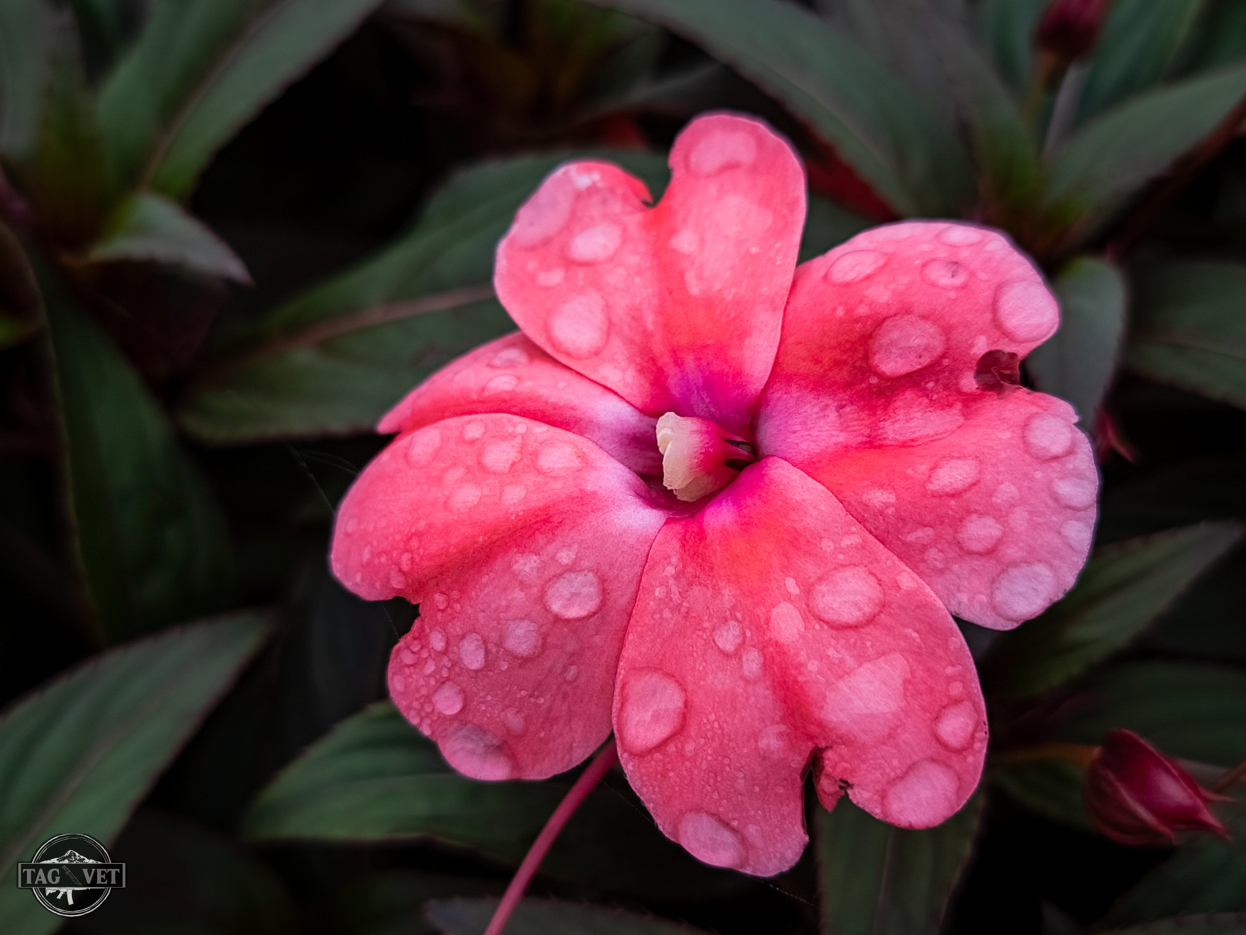 Pink Flower.jpg