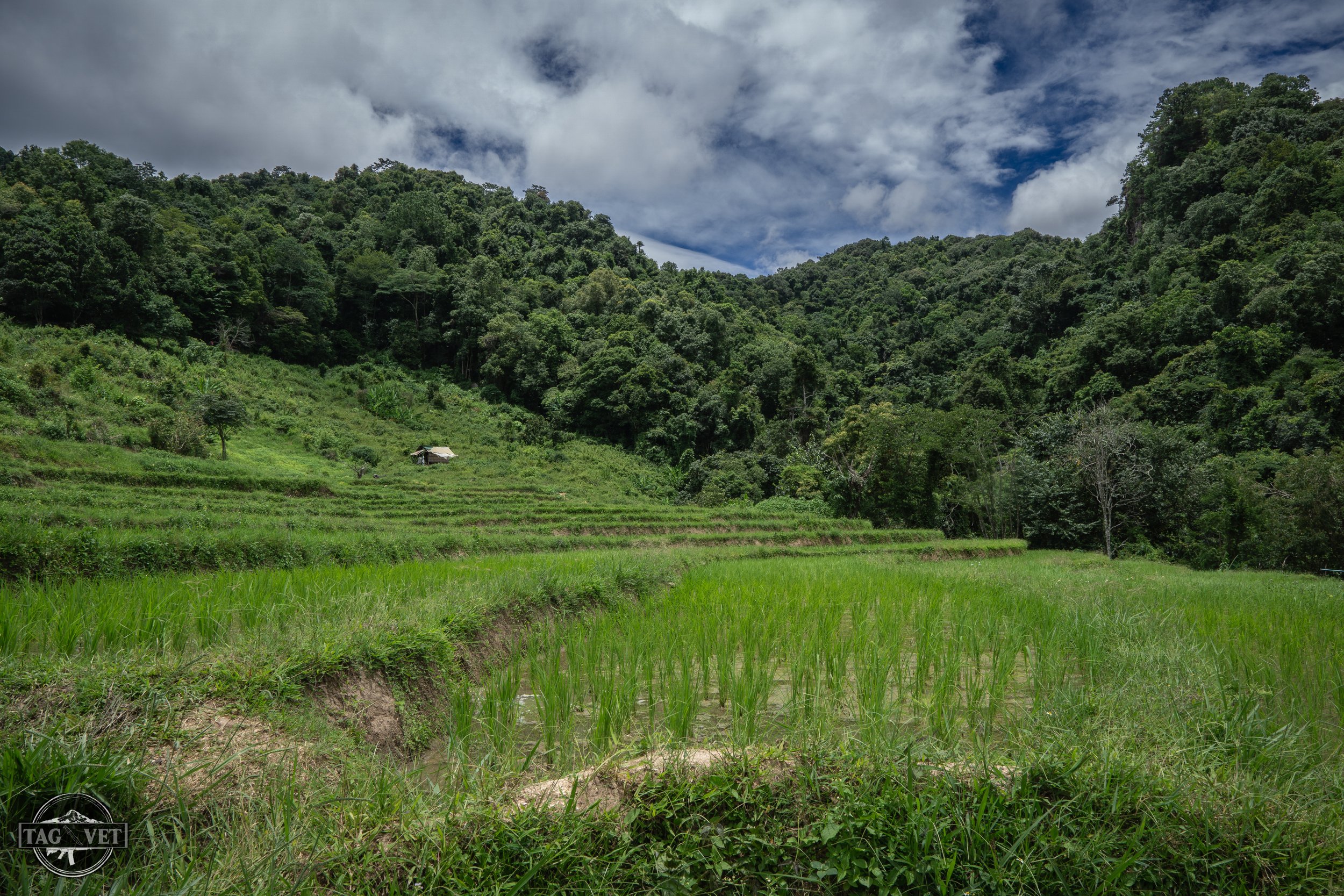 rice field from hike_.jpg