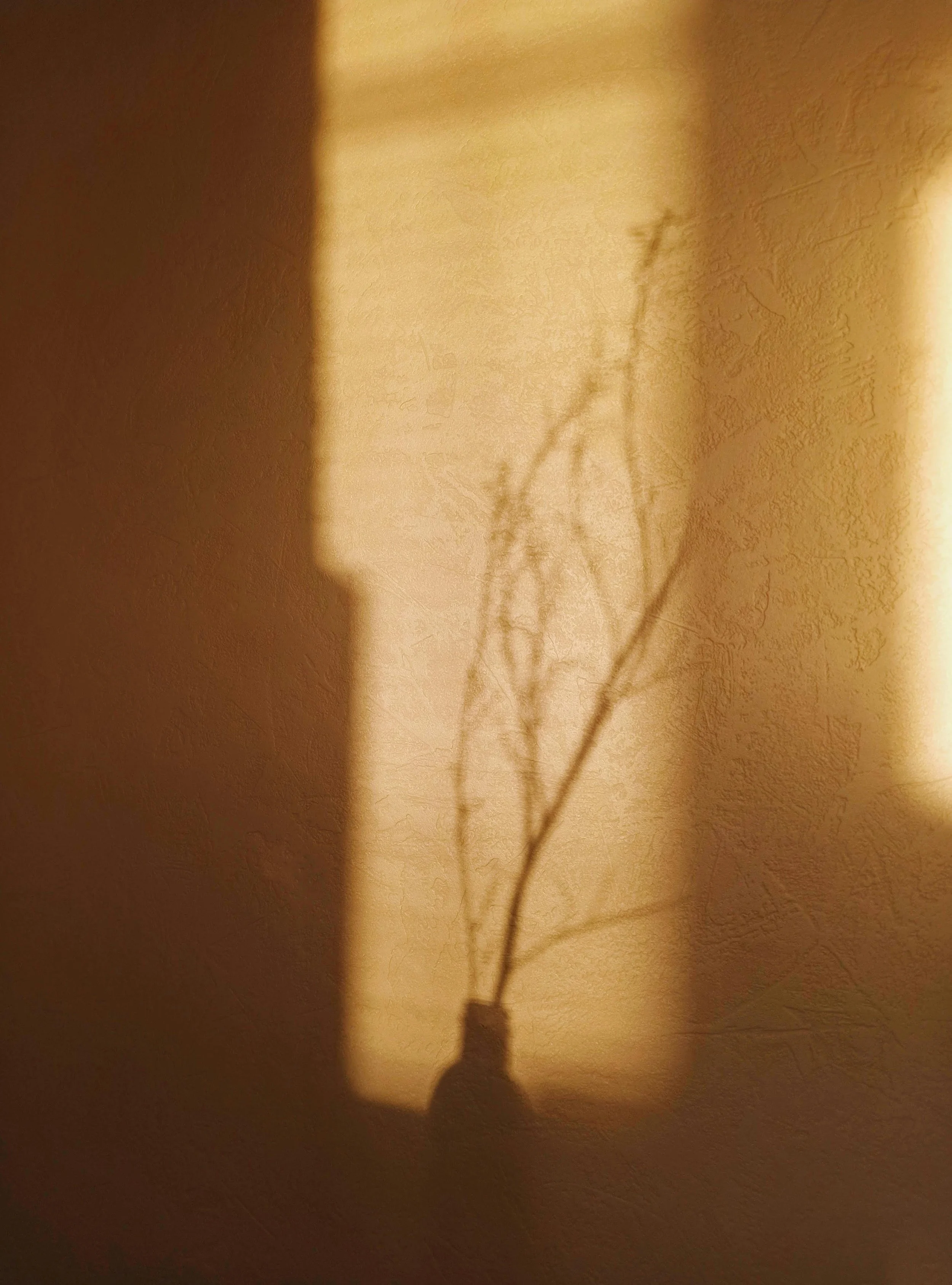 Shadow of a plant in a small jar cast on a wall in warm lighting.