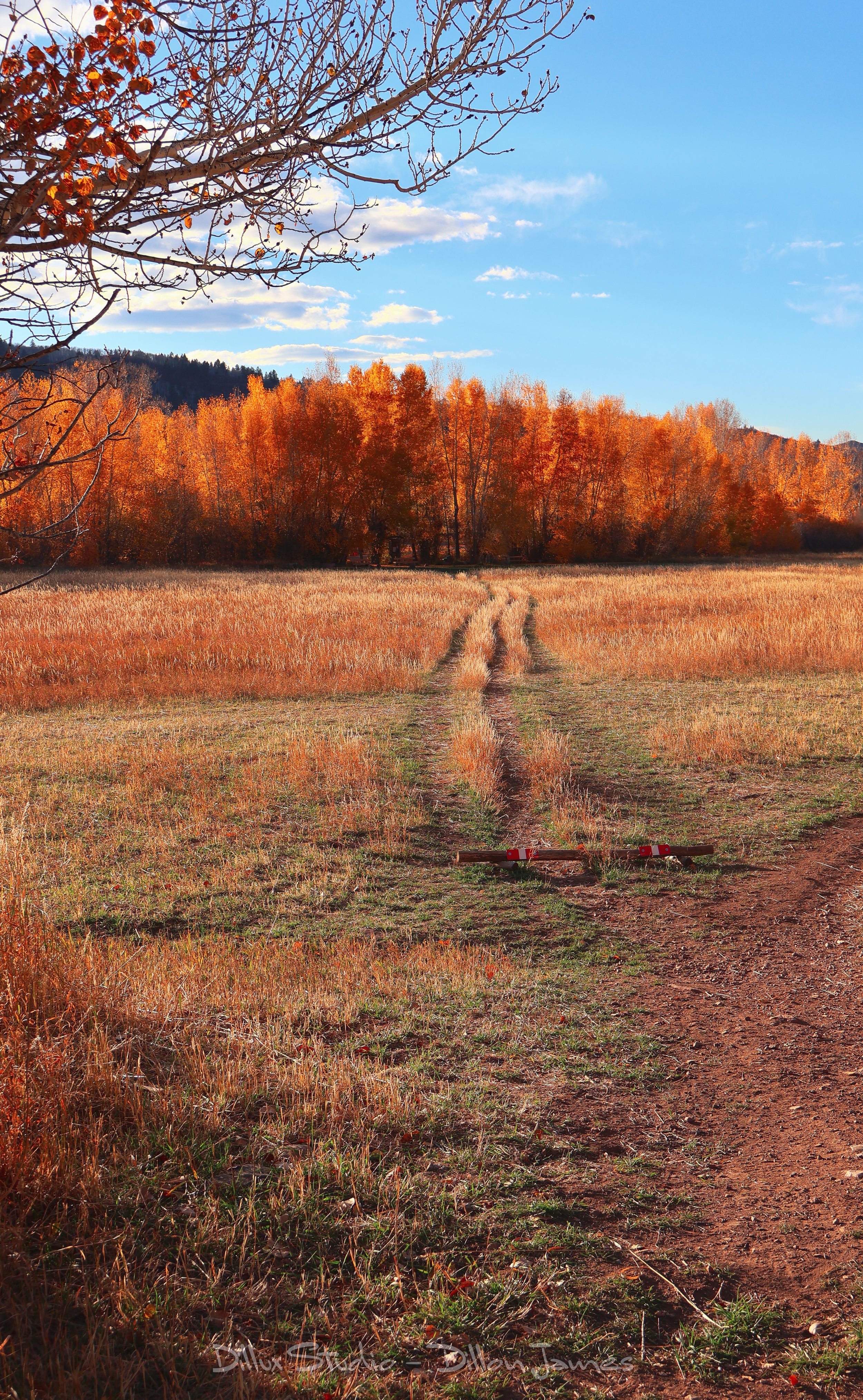 "Field of Dreams"