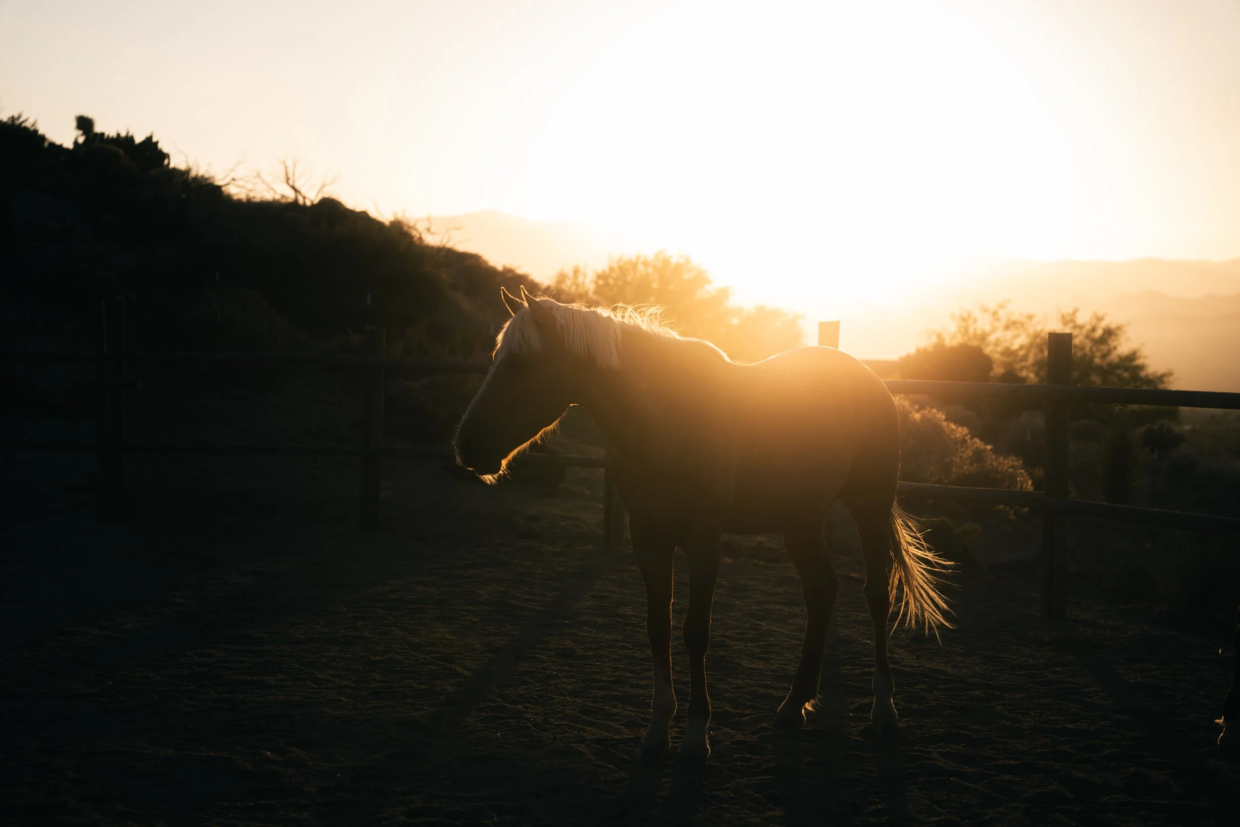 horse at sunset