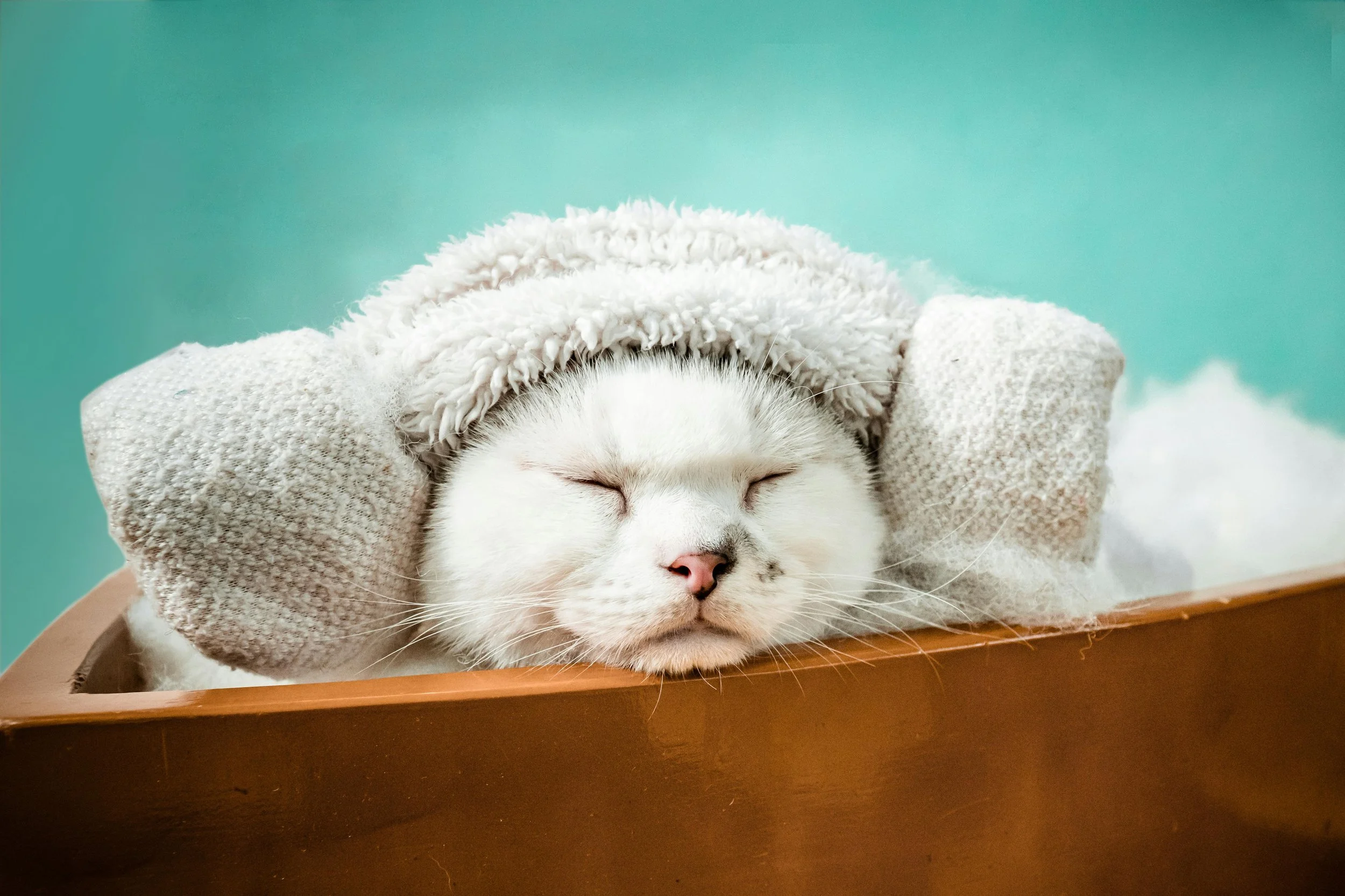 A white cat with black spots sleeping with a towel on its head inside a wooden box against a green background.