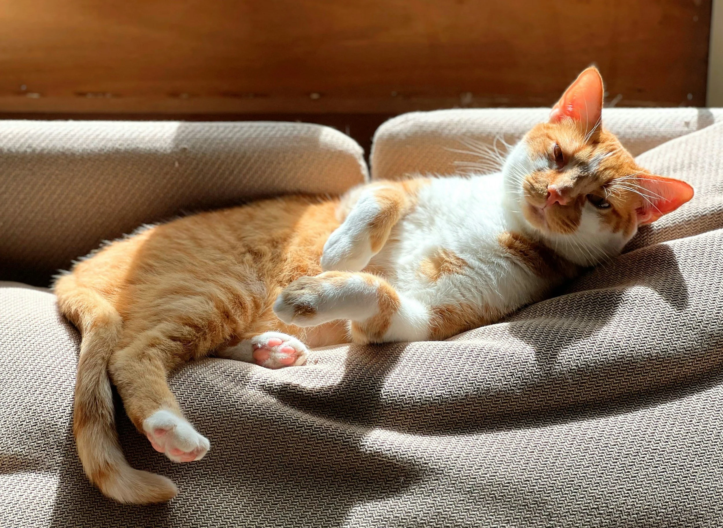 An orange and white cat lying on a beige fabric couch, basking in sunlight with one eye slightly open.