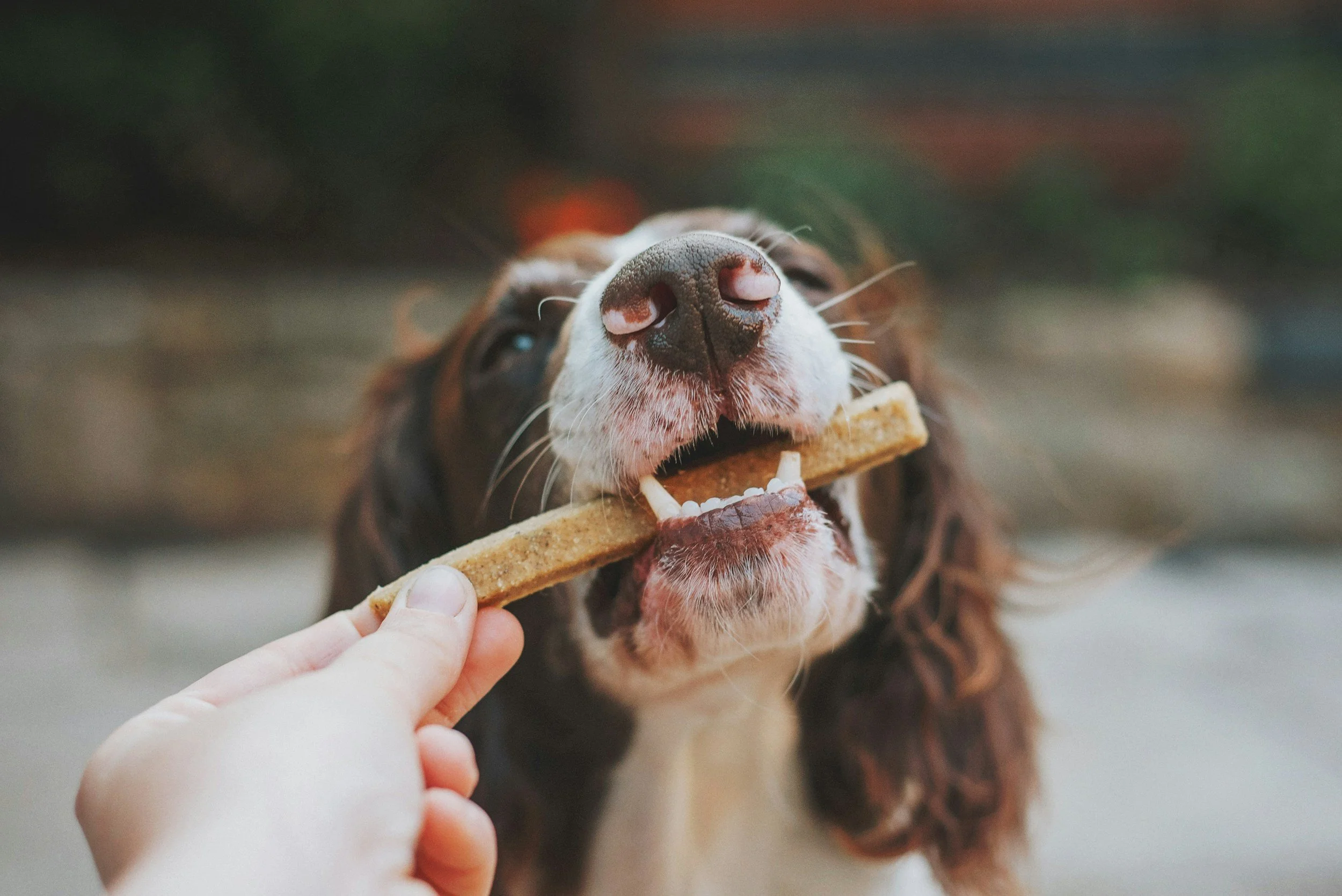 A close-up of a dog with a treat in its mouth, being offered by a person's hand.
