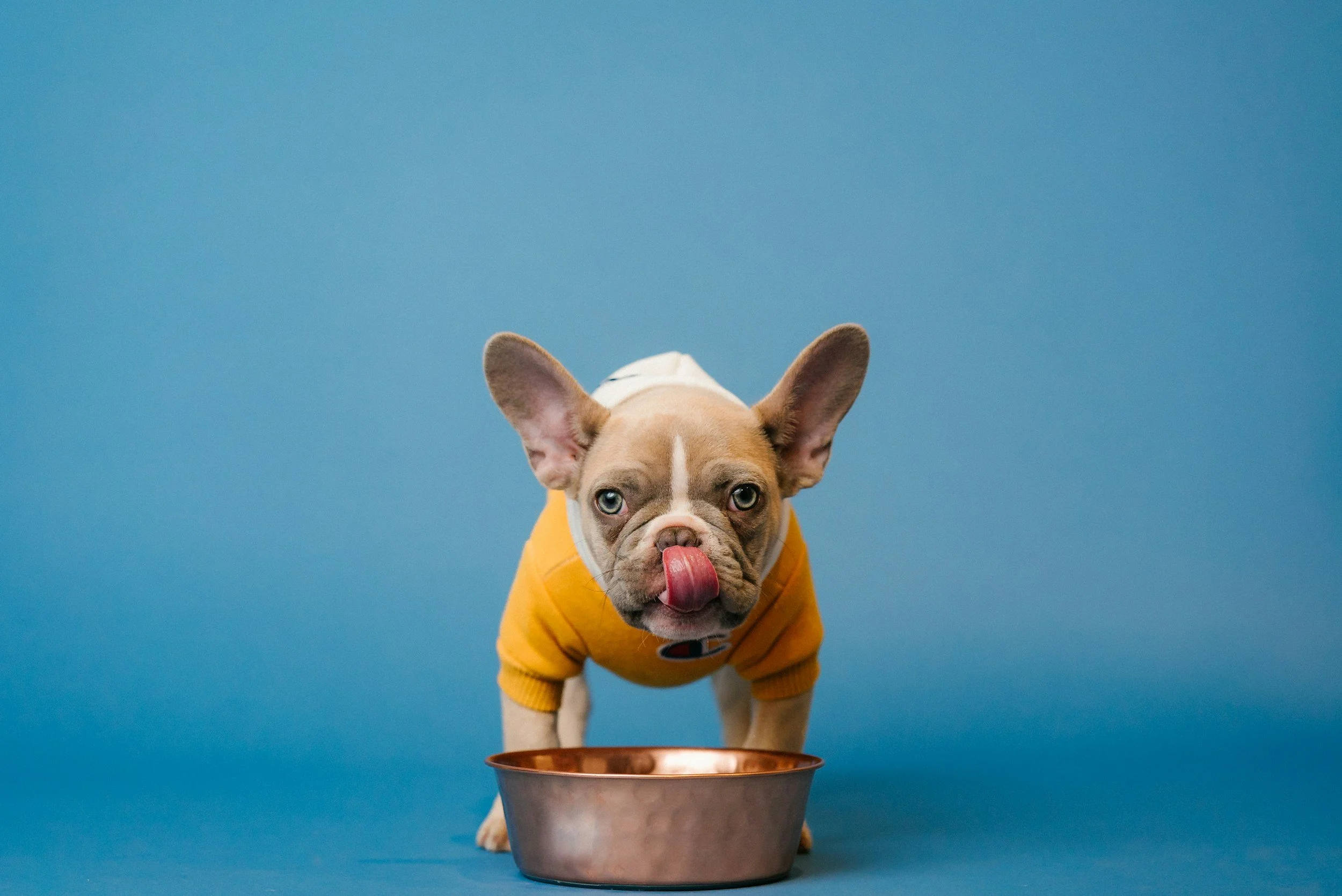 A French Bulldog puppy wearing a yellow sweater, sitting in front of a copper bowl with its tongue out, against a blue background.