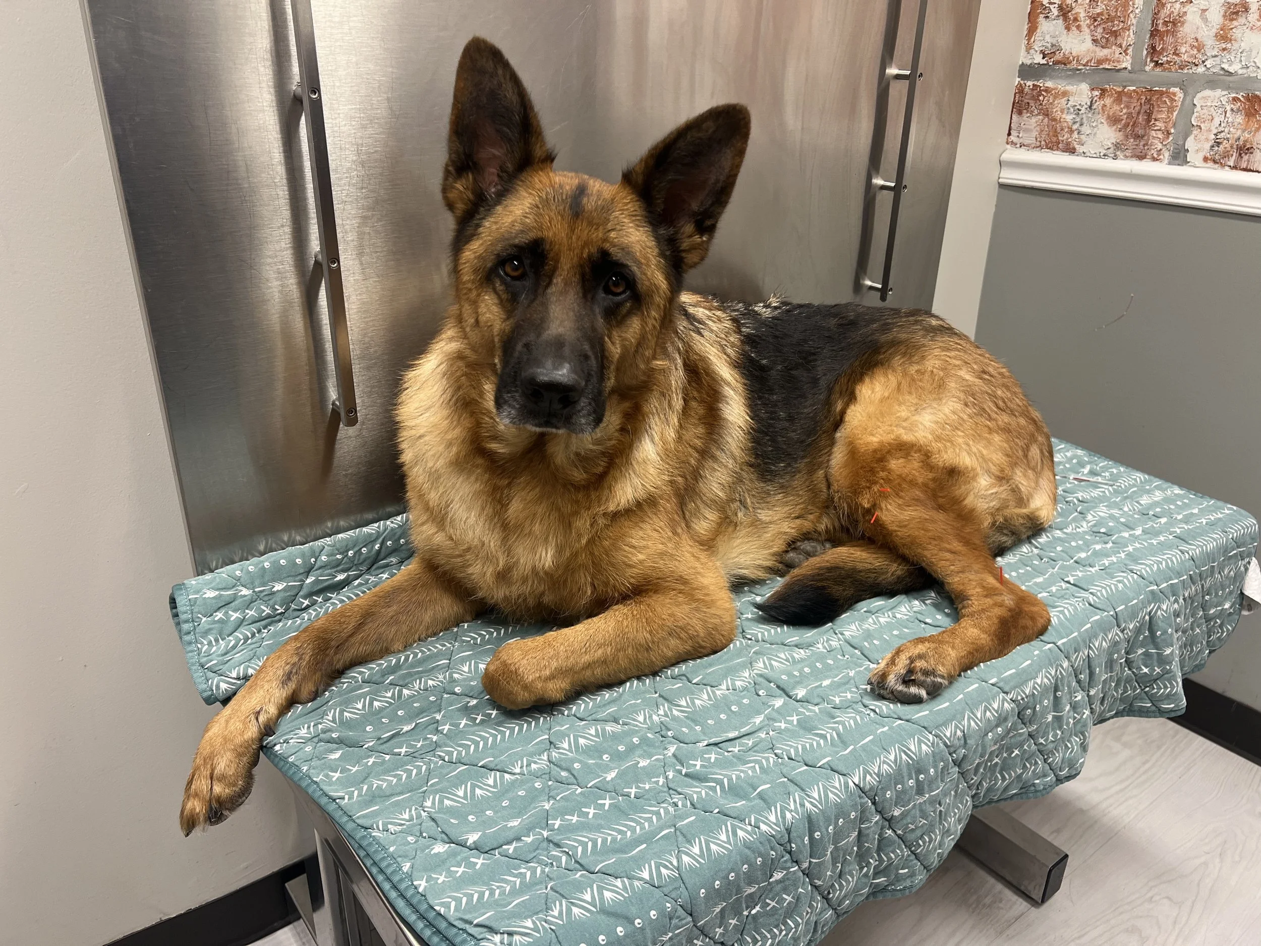 A German Shepherd dog lying on an examination table at the vet, looking at the camera.