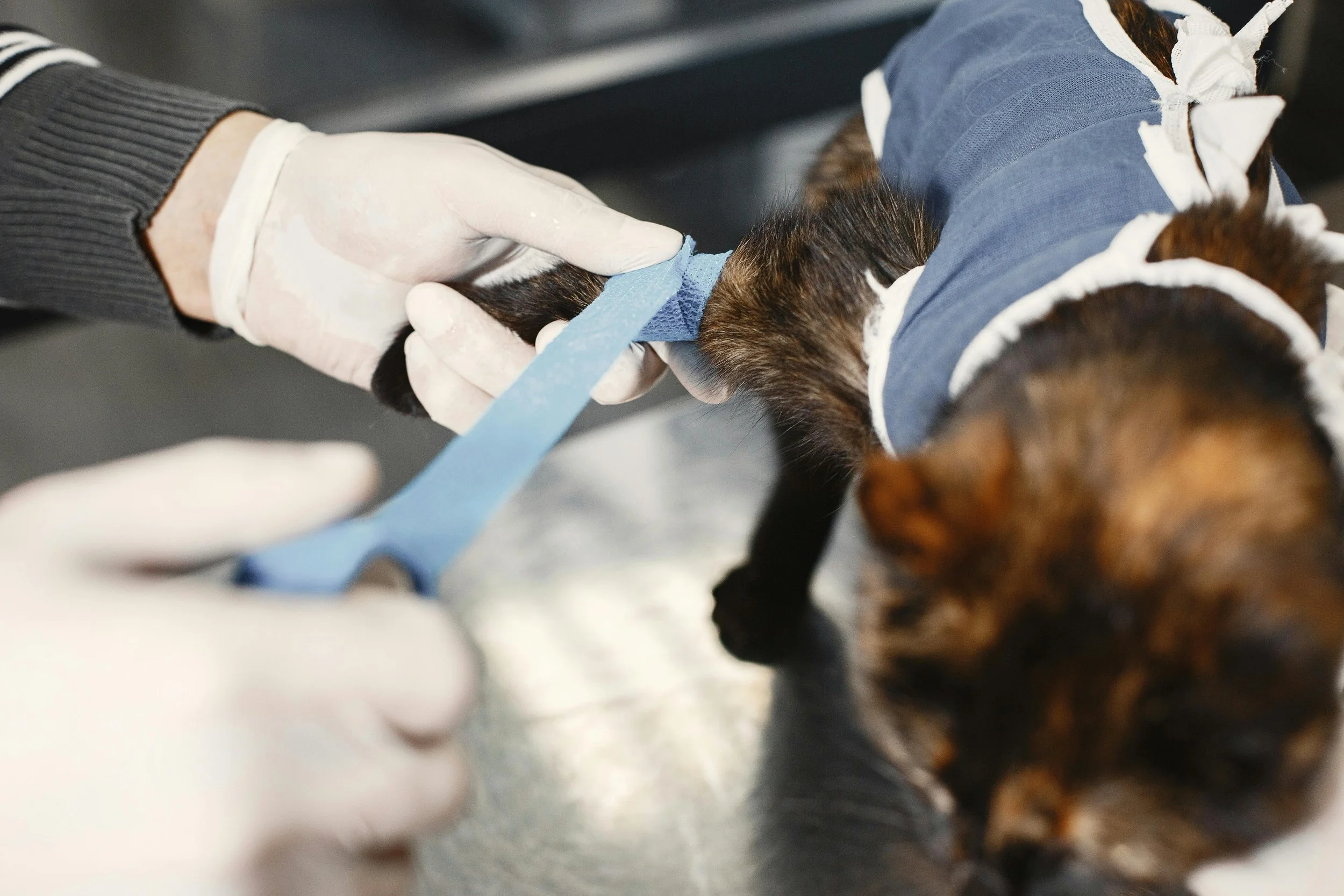 A vet wrapping a bandage around a dog’s leg in a clinical setting.