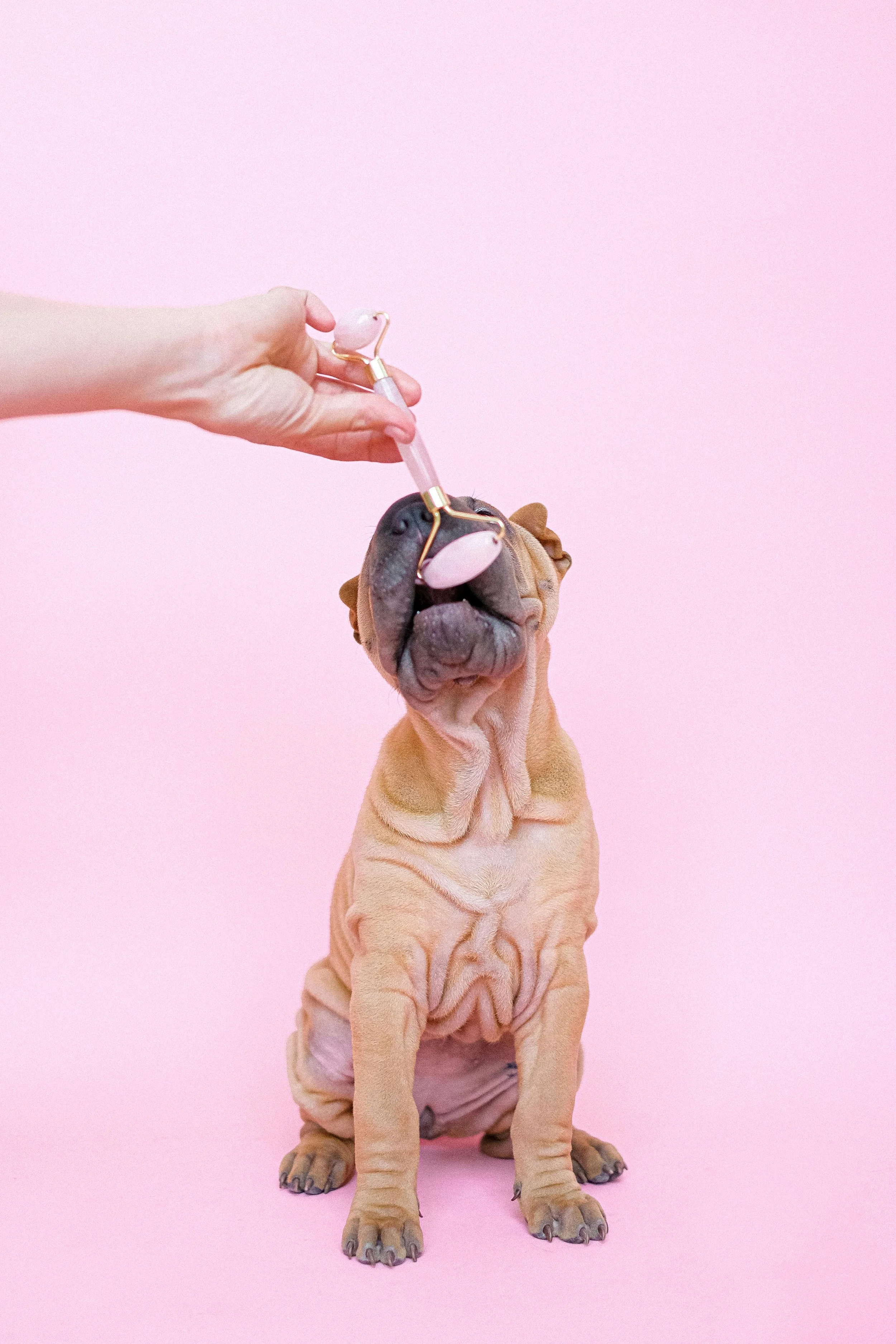 A wrinkly, tan Shar Pei puppy sitting against a pink background, being fed a treat with a pink and gold toy spoon held by a human hand.